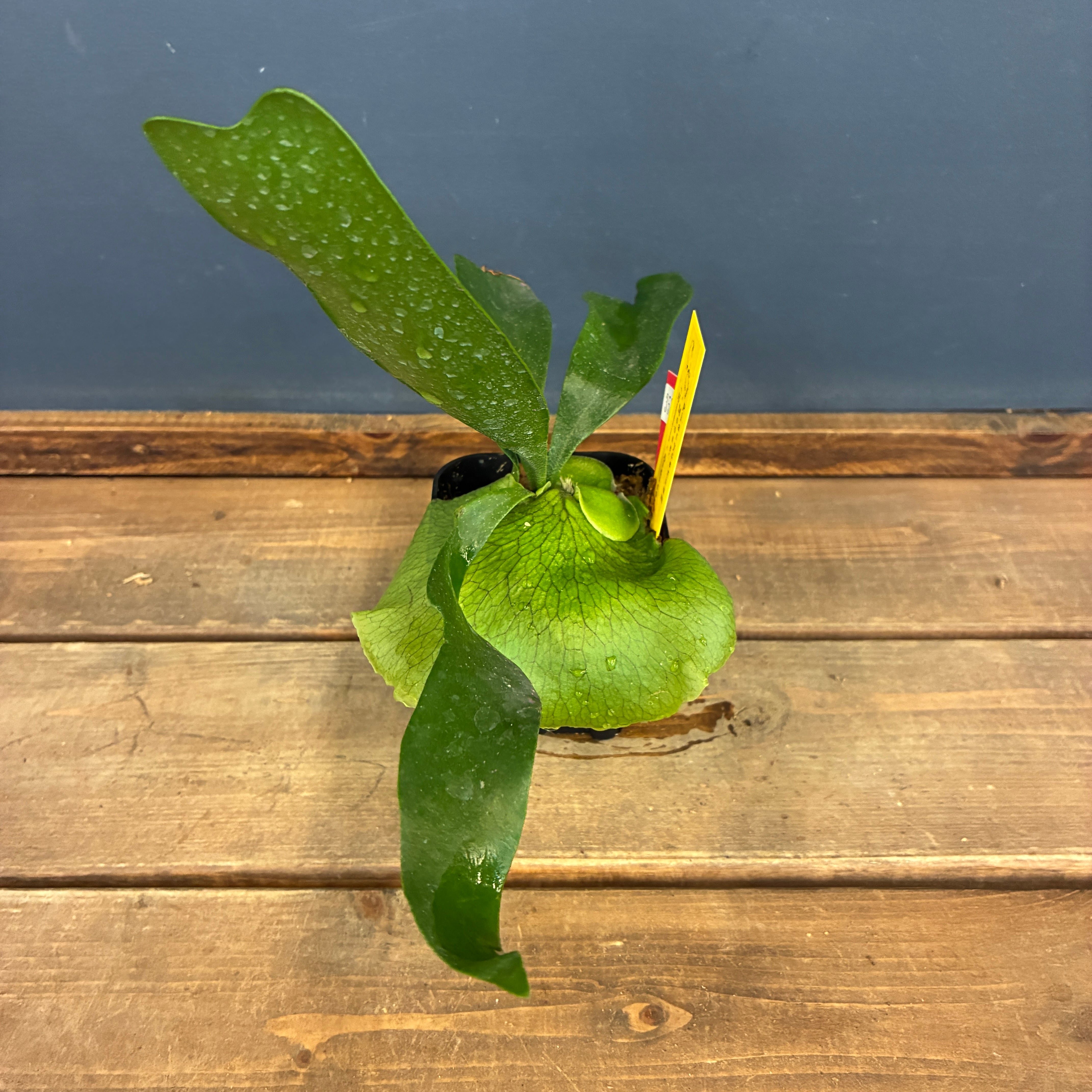 ビカクシダ Platycerium Moose(hillii × alcicorne)【357