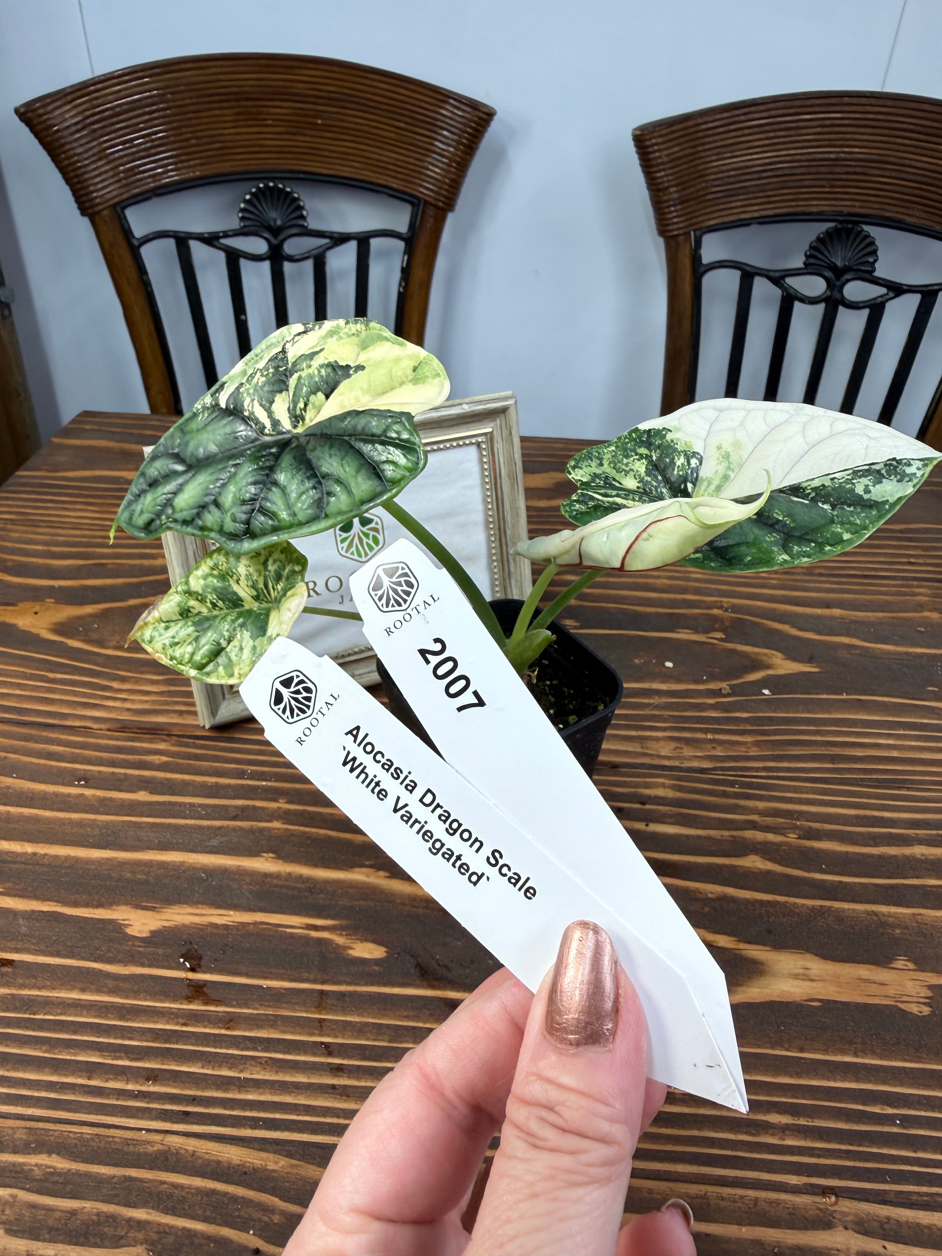 アロカシア　ドラゴンスケール　バリエガータ【写真現物】 斑入り】Alocasia dragon scale / アロカシア ドラゴンスケール②