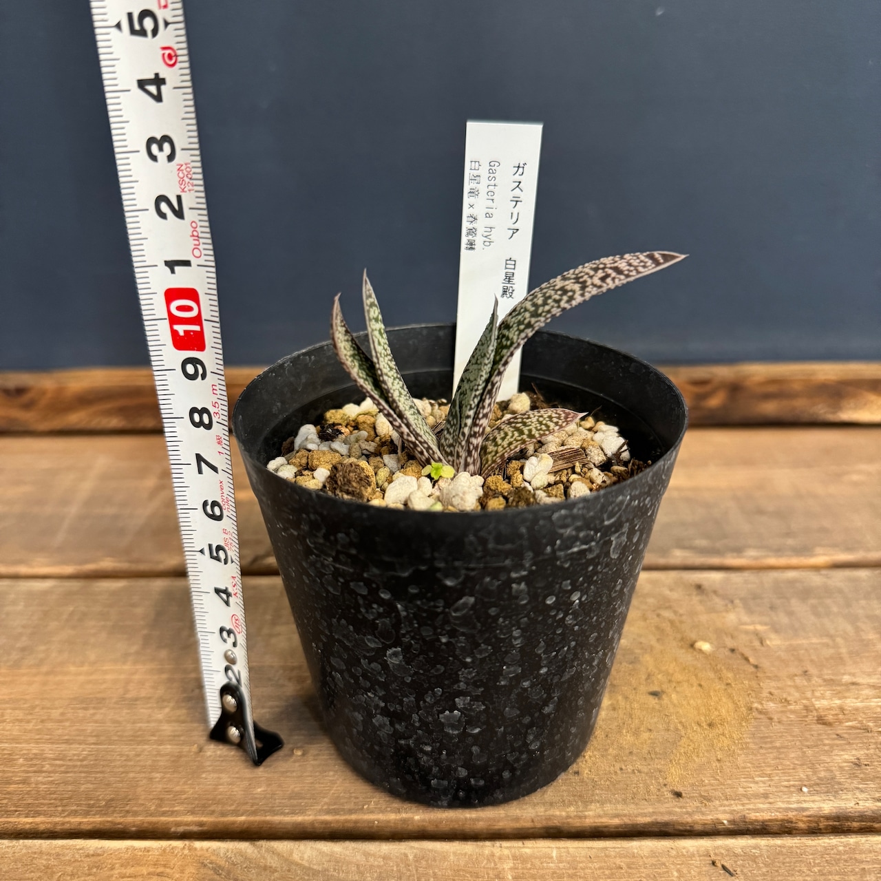 ガステリア 白星殿【975】