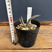 ガステリア 白星殿【975】