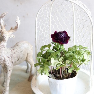 アネモネ　ファネモス　ダブルルージュ　春のお花　球根　可愛い　女性人気