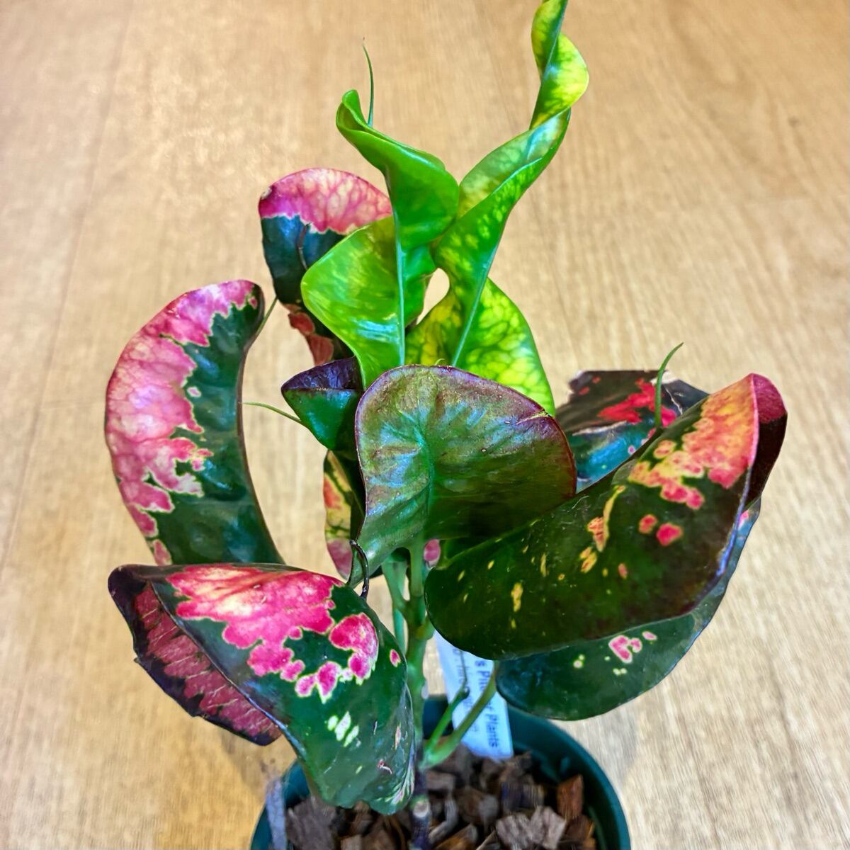 フィロデンドロン ビレッティア 斑入り 大株【激レア】Philodendron