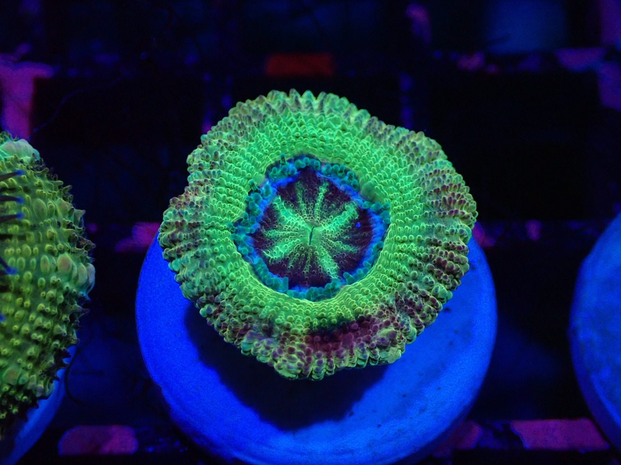 Loadhowensis BossCollection 8