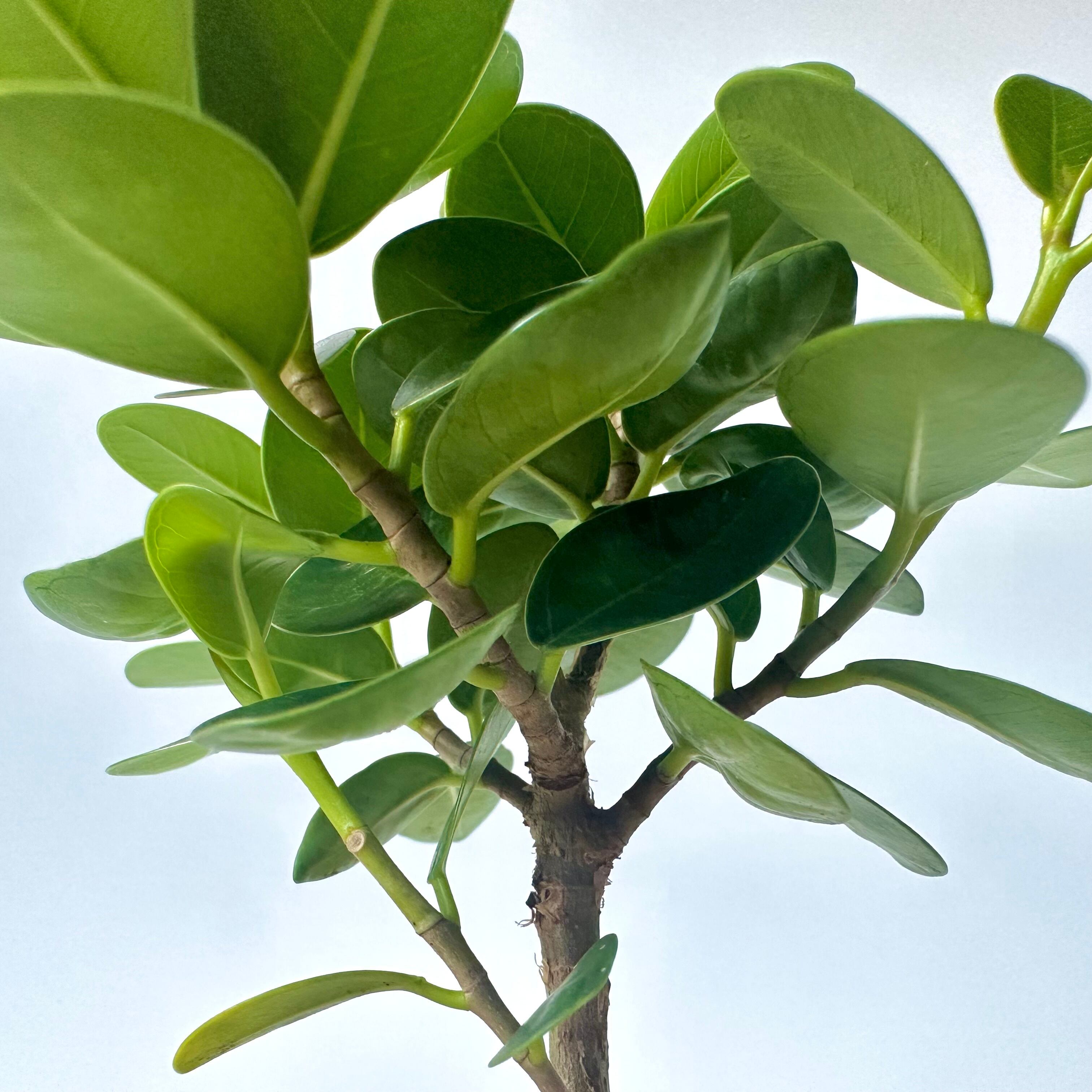 パンダガジュマル｜沖縄｜Table Size ① | 白昼堂々. - 観葉植物専門の