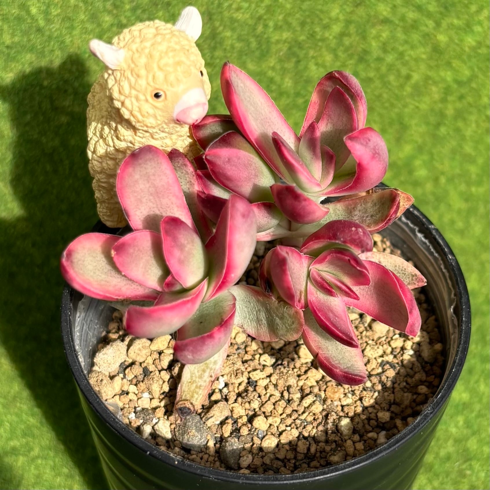 斑入り | 多肉植物 豆彦商店