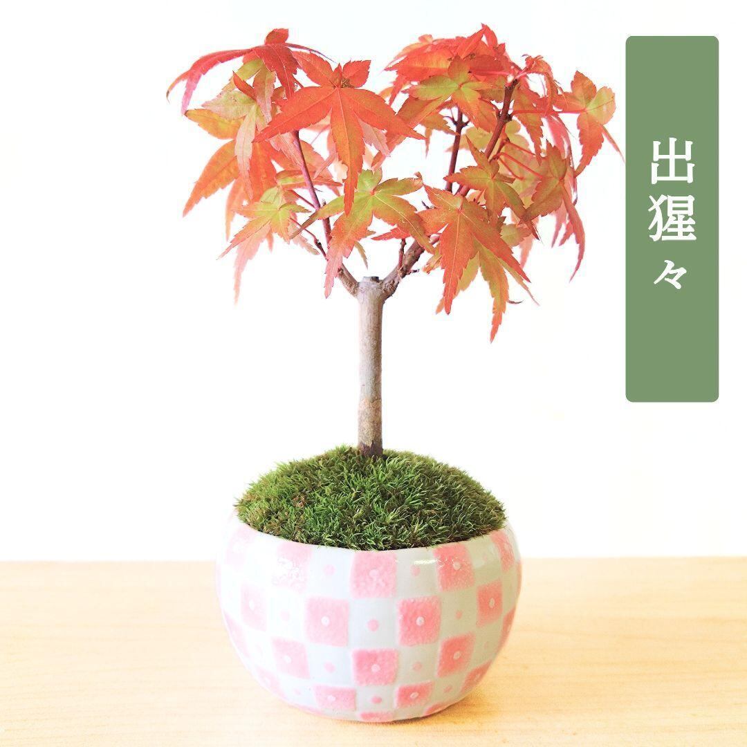 POTOCO 唐楓 カエデ 観葉植物 ストライプ 陶器鉢 盆栽 小品盆栽 苔玉