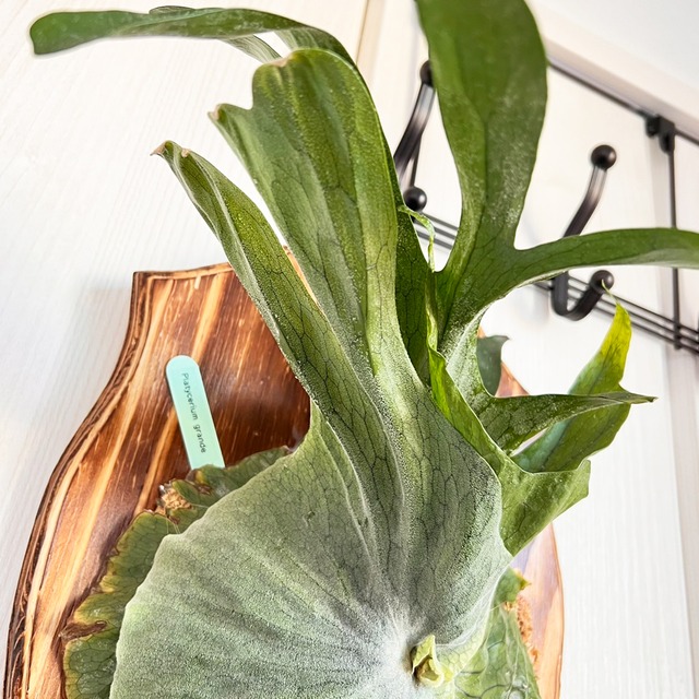 ビカクシダ グランデ 板付 【観葉植物 壁掛け コウモリラン】