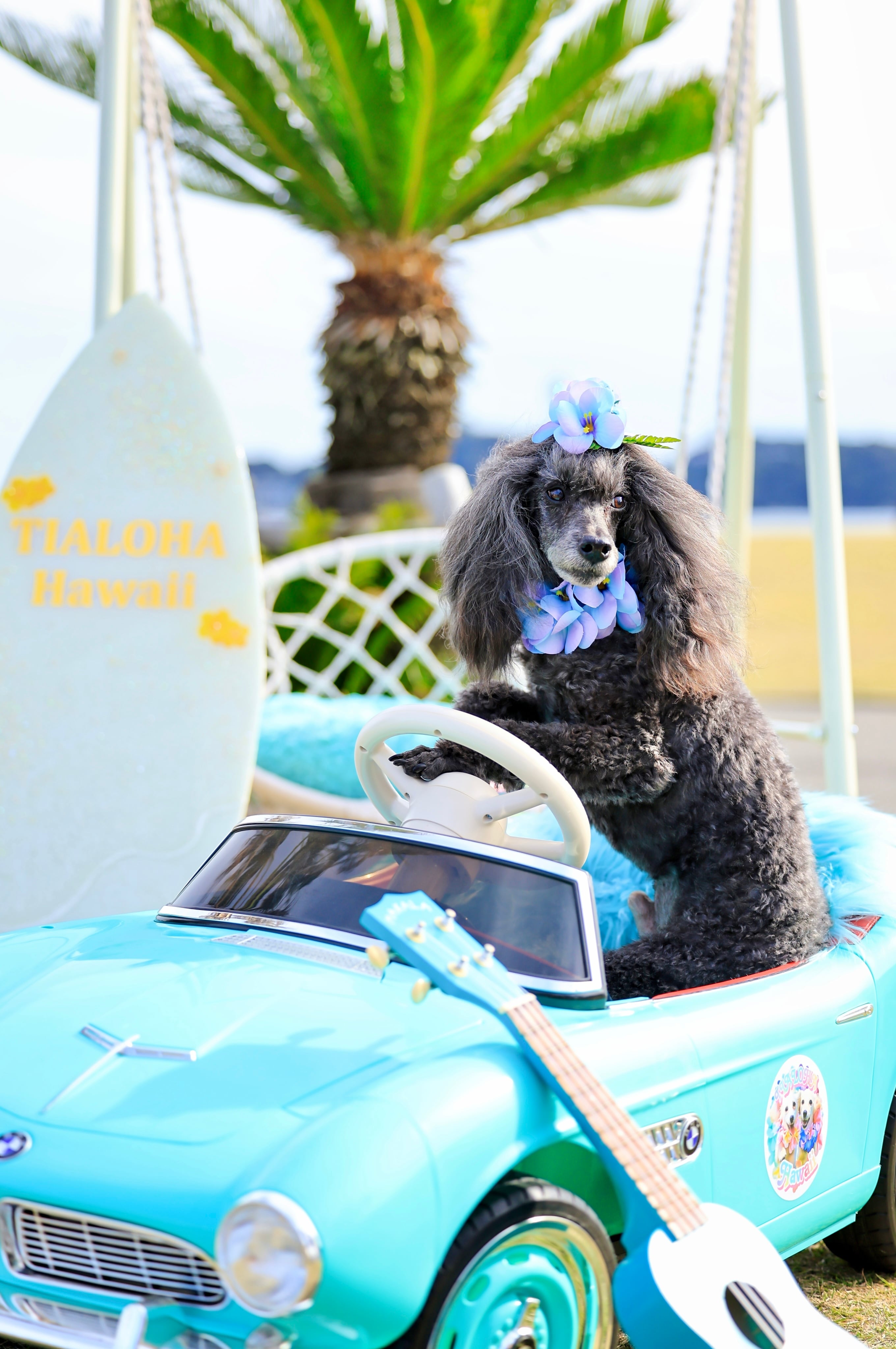 レアマーメイド