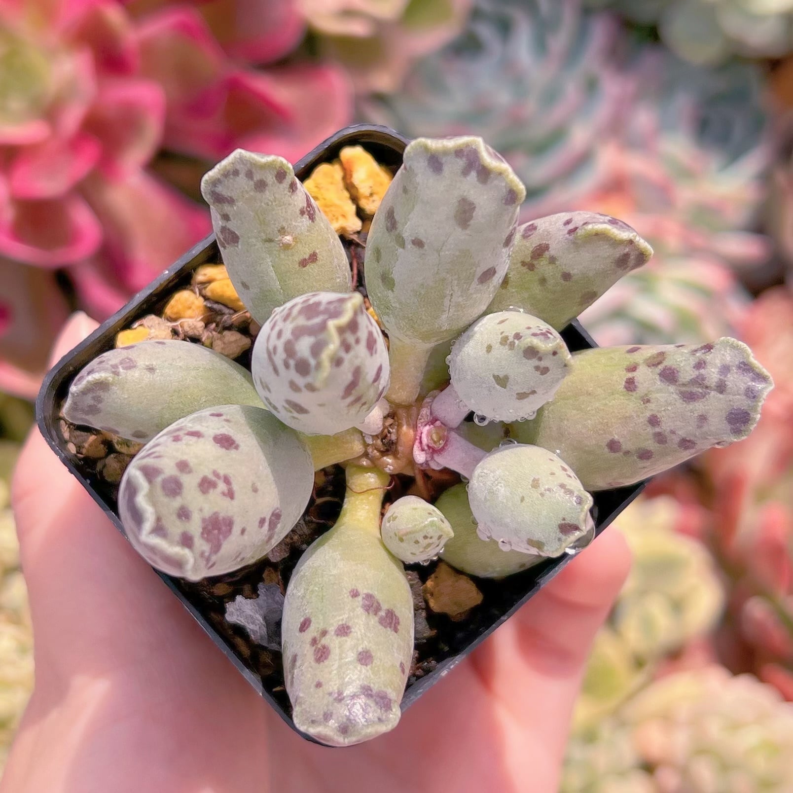 現物　アザラシ#2215　新入荷　るる農園