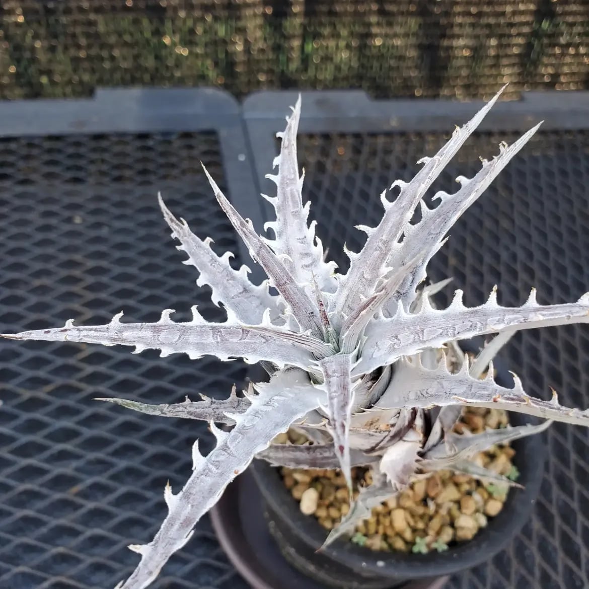 Dyckia（ディッキア） | レアプランツ通販サイトPlants Maniax