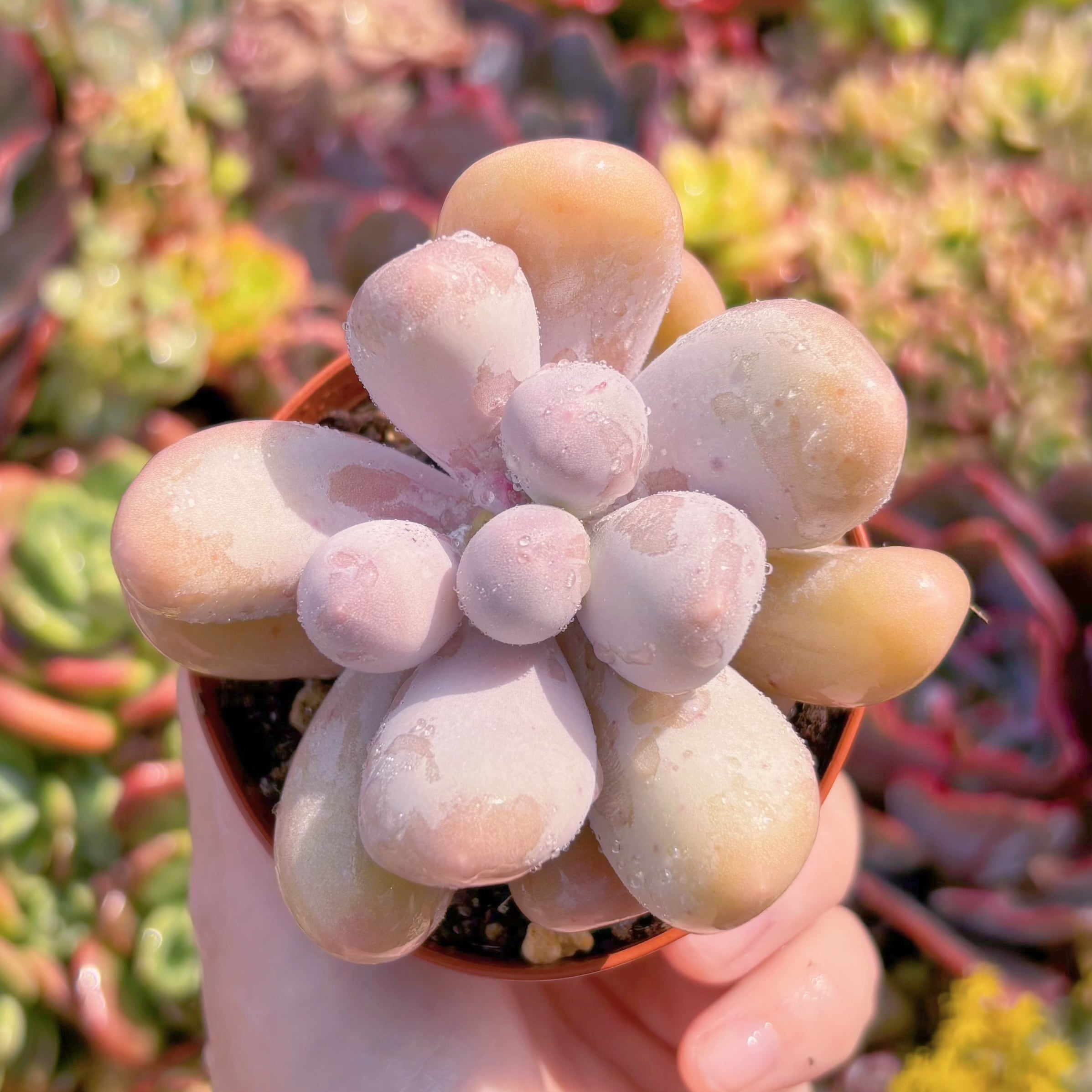 現品　ミルクミル#M290　るる農園