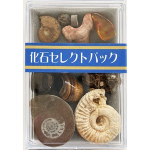 【努力特価】化石 12種 セレクトパック 先カンブリアから新生代の化石12種