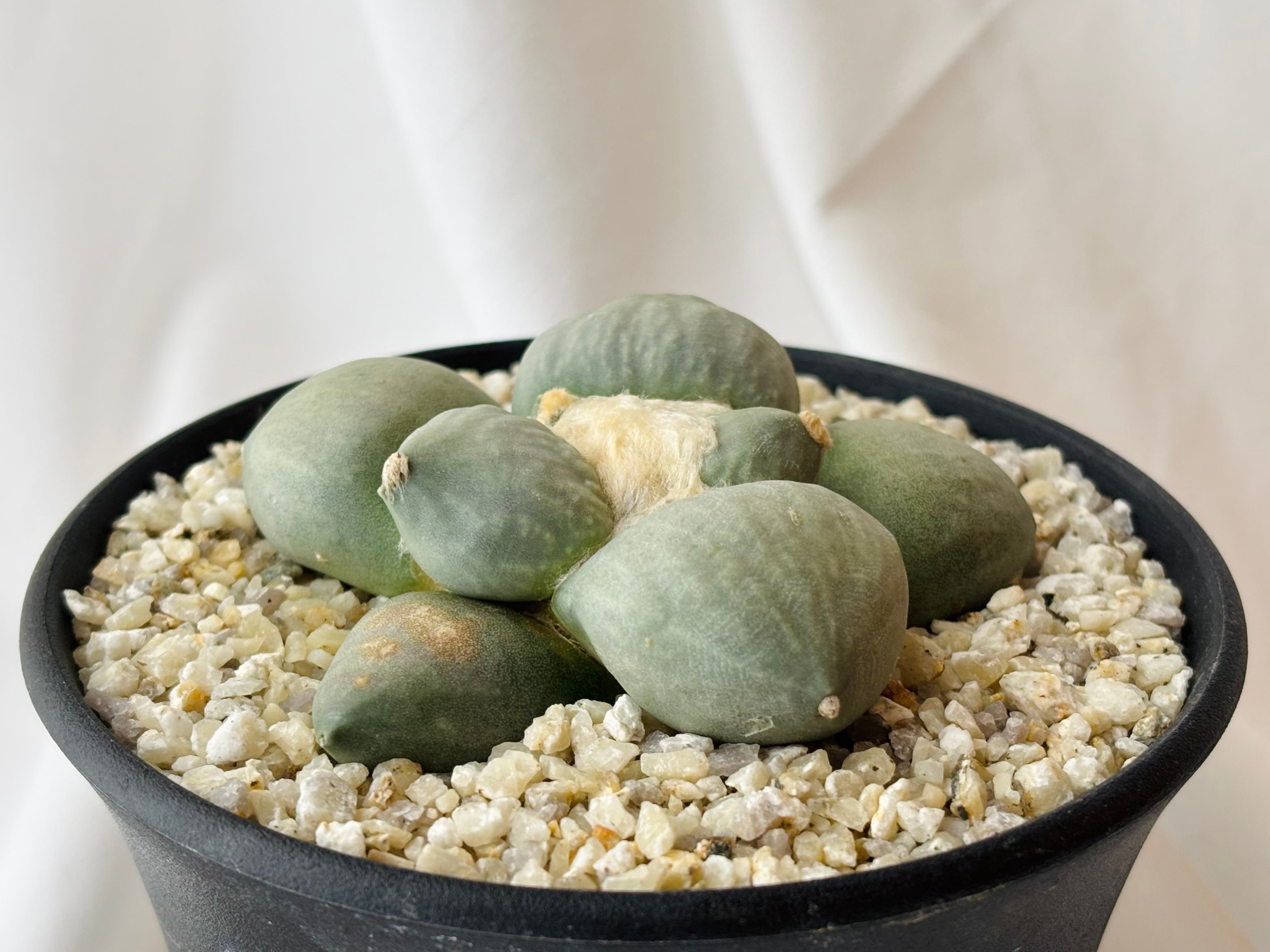 Ariocarpus furfuraceus f. アリオカルプス 丸疣青磁牡丹 サボテン