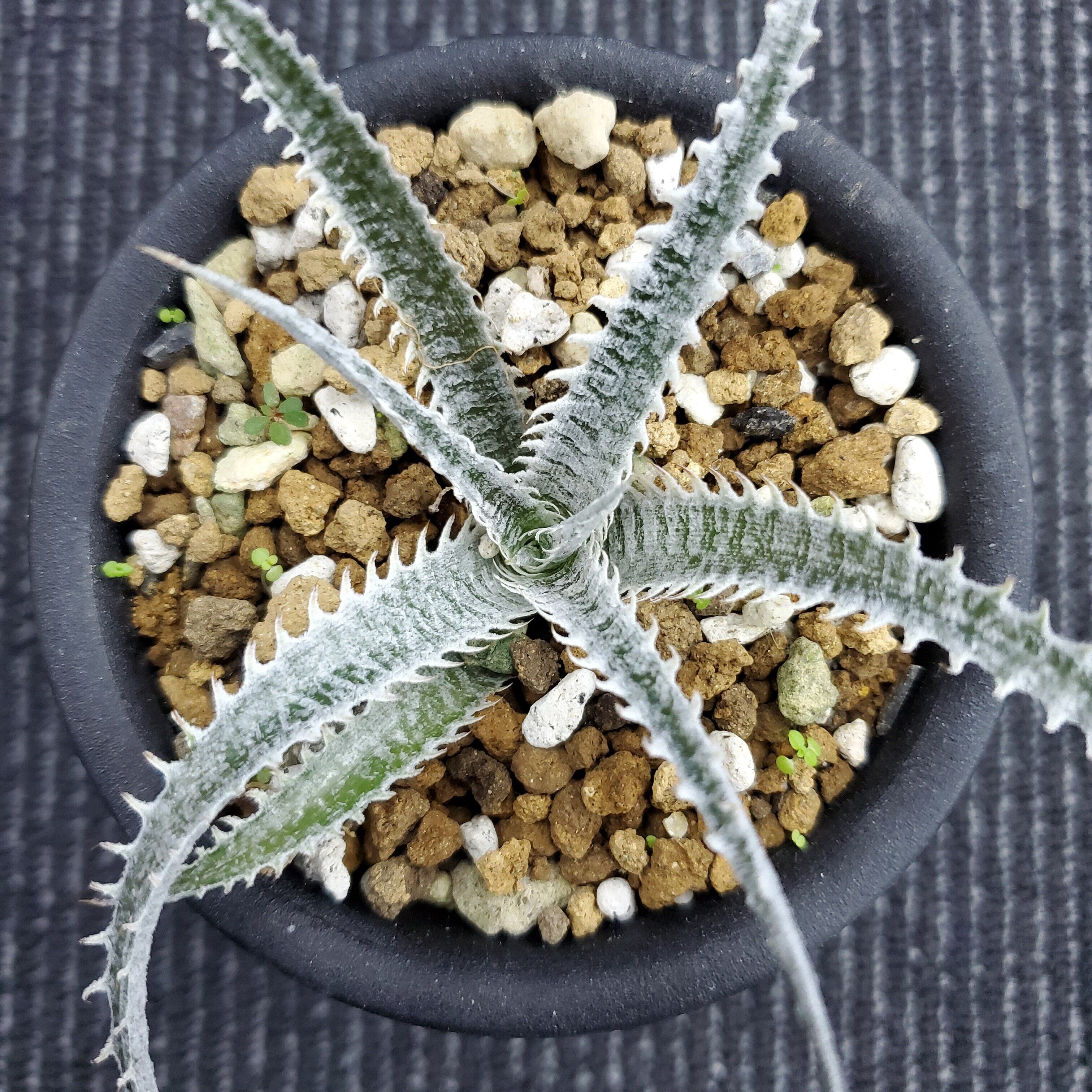 a0236_Dyckia 'Tracking Code GDD'：ディッキア・GDD（子株） | Plants ...