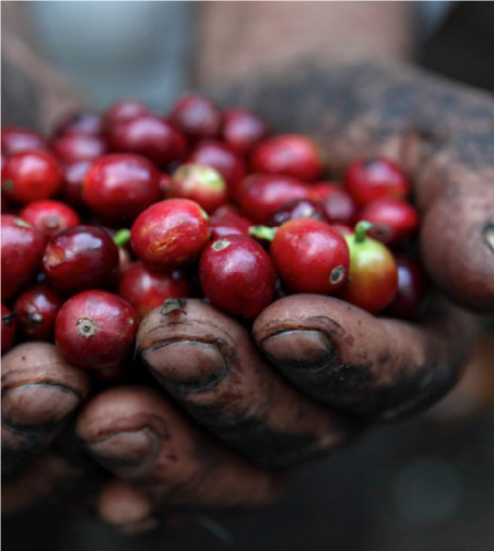 ケニア　 Kiamabara Factory  フリーウォッシュト　100ｇ