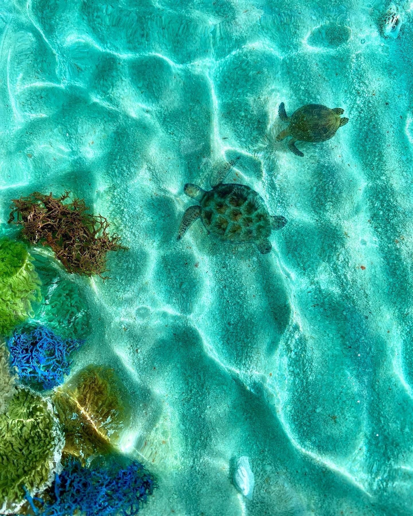 ②ウミガメのオーシャンアート レジンアート パステルブルー