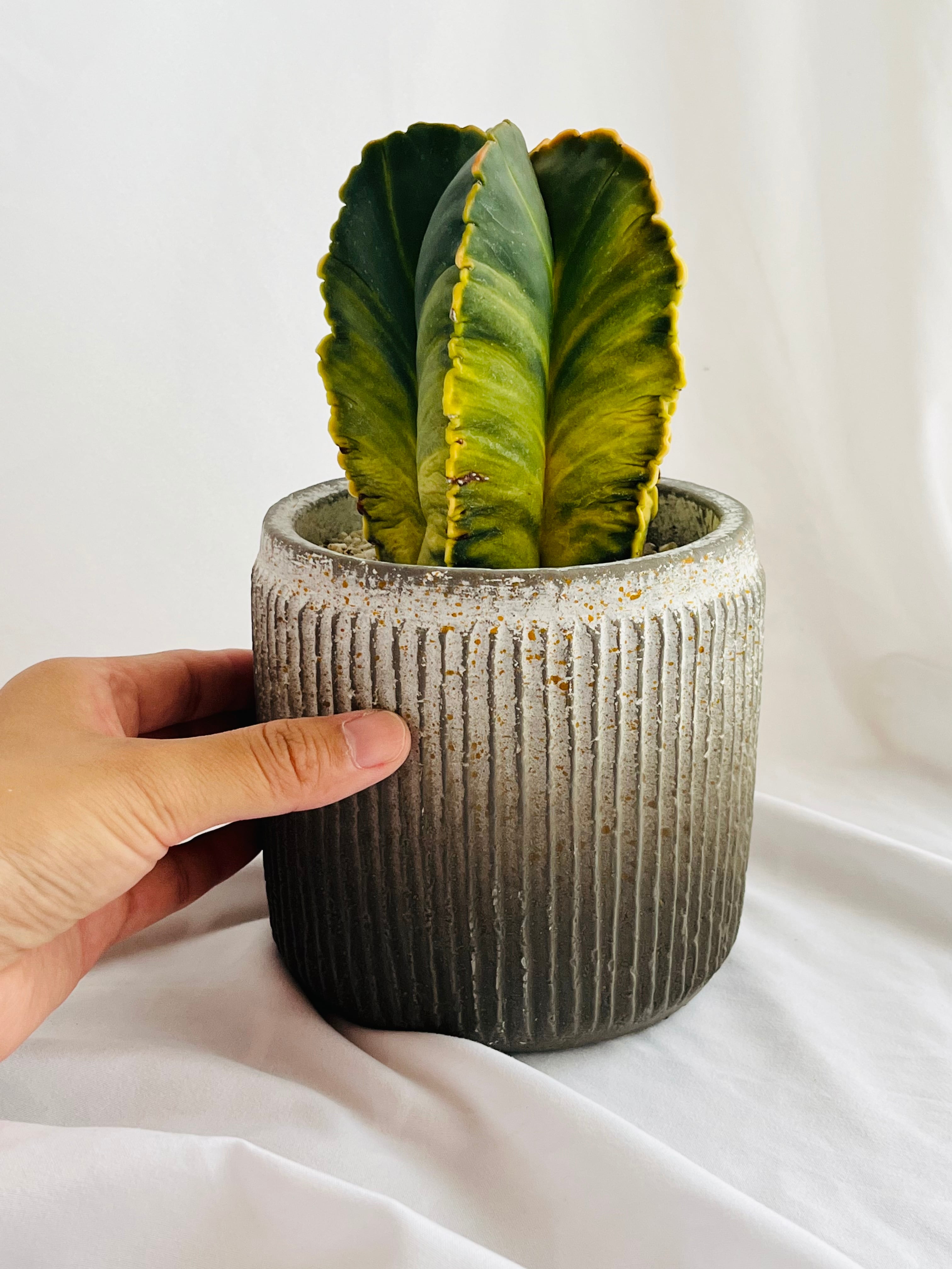Astrophytum myriostigma アストロフィツム 紅葉ヘキラン 紅葉碧瑠璃