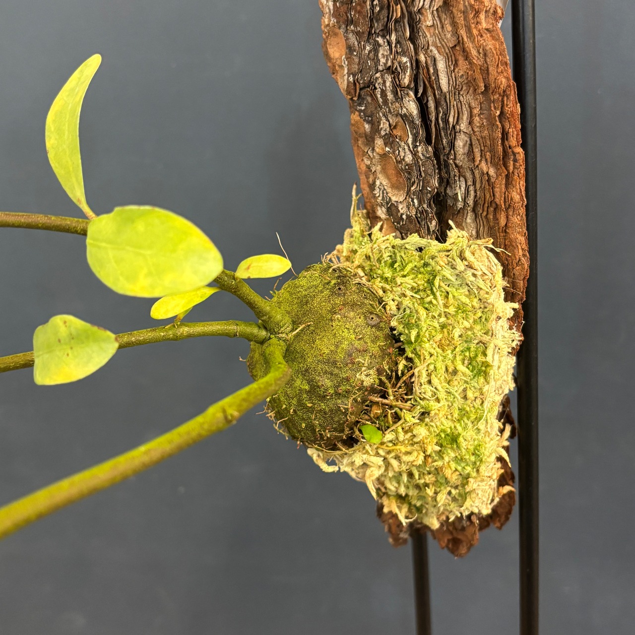 ヒドノフィツム fornicarum【808】