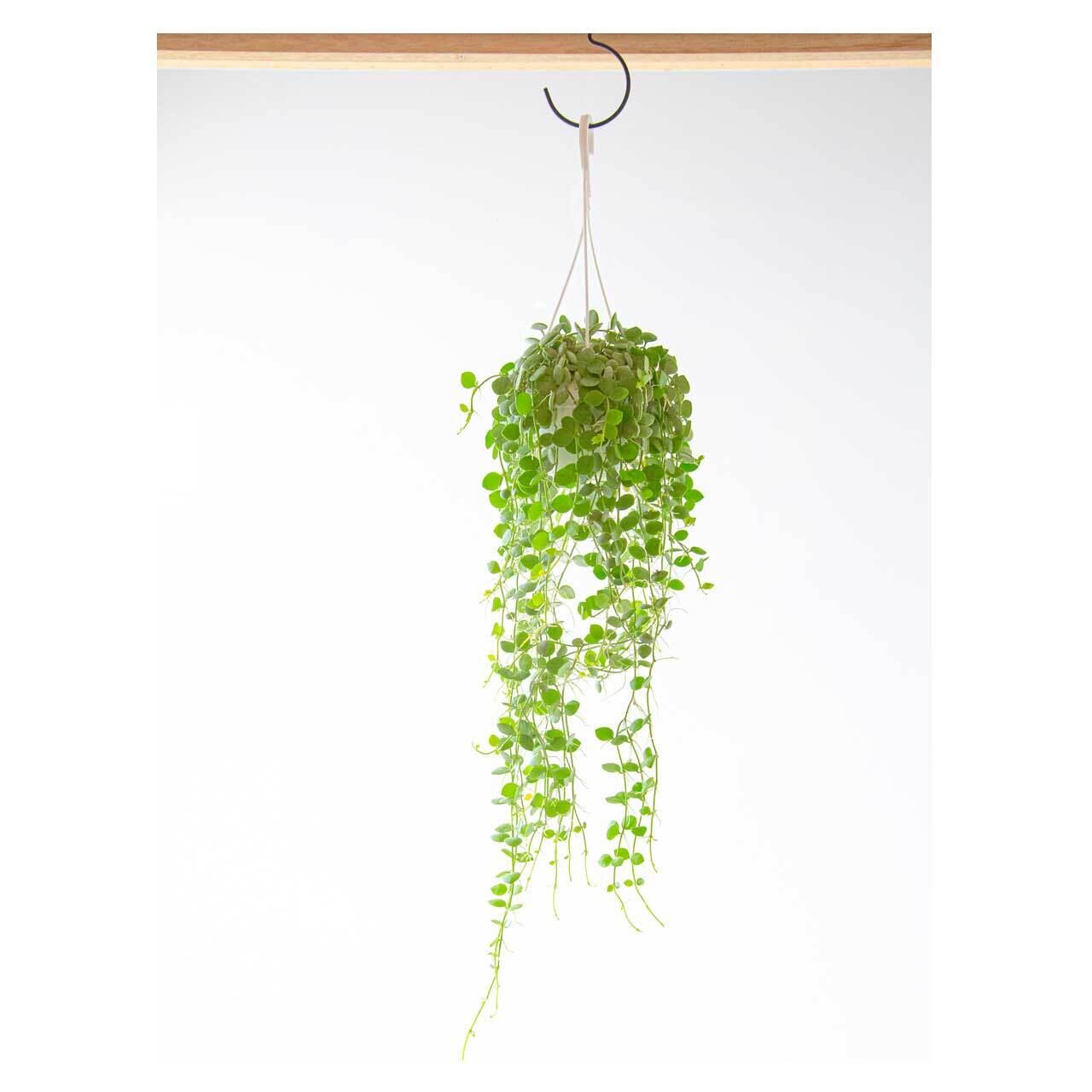 Dischidia 