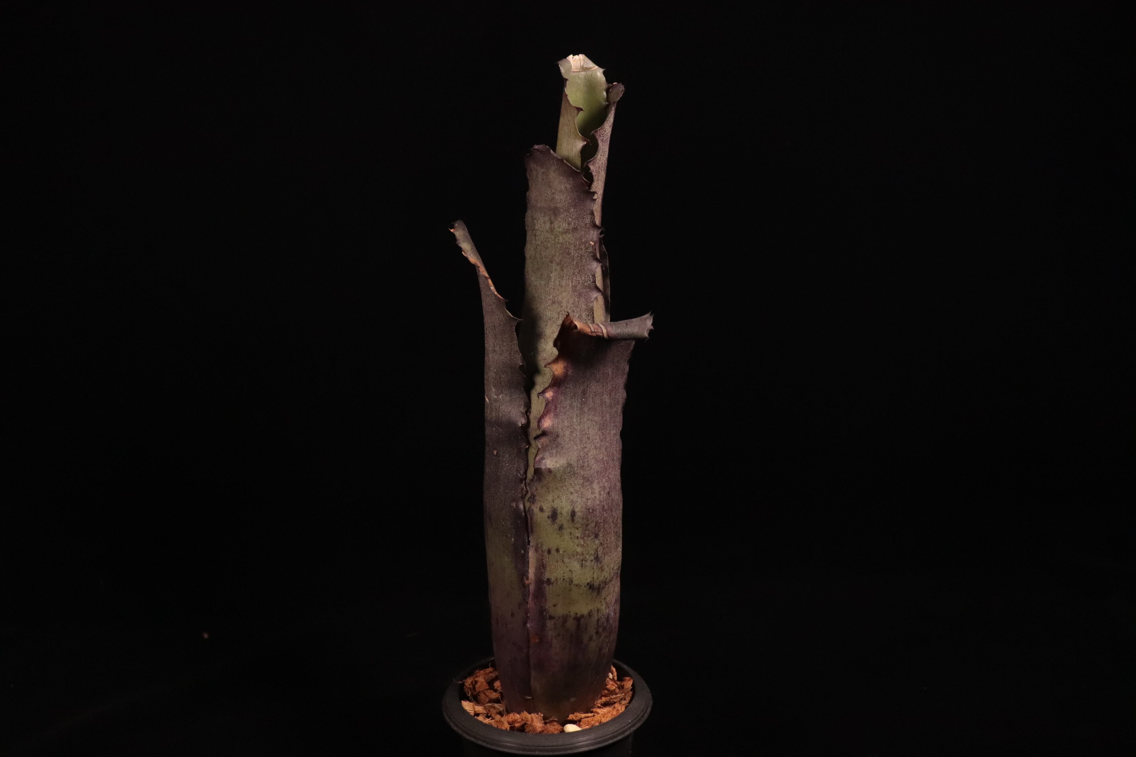 Hohenbergia 'Ouchi' (sp. Brazil)〔ホヘンベルギア〕H246 | plane plants