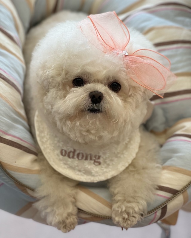 受注制作 【curum】Daisy big ribbon  cape〔お名前item〕