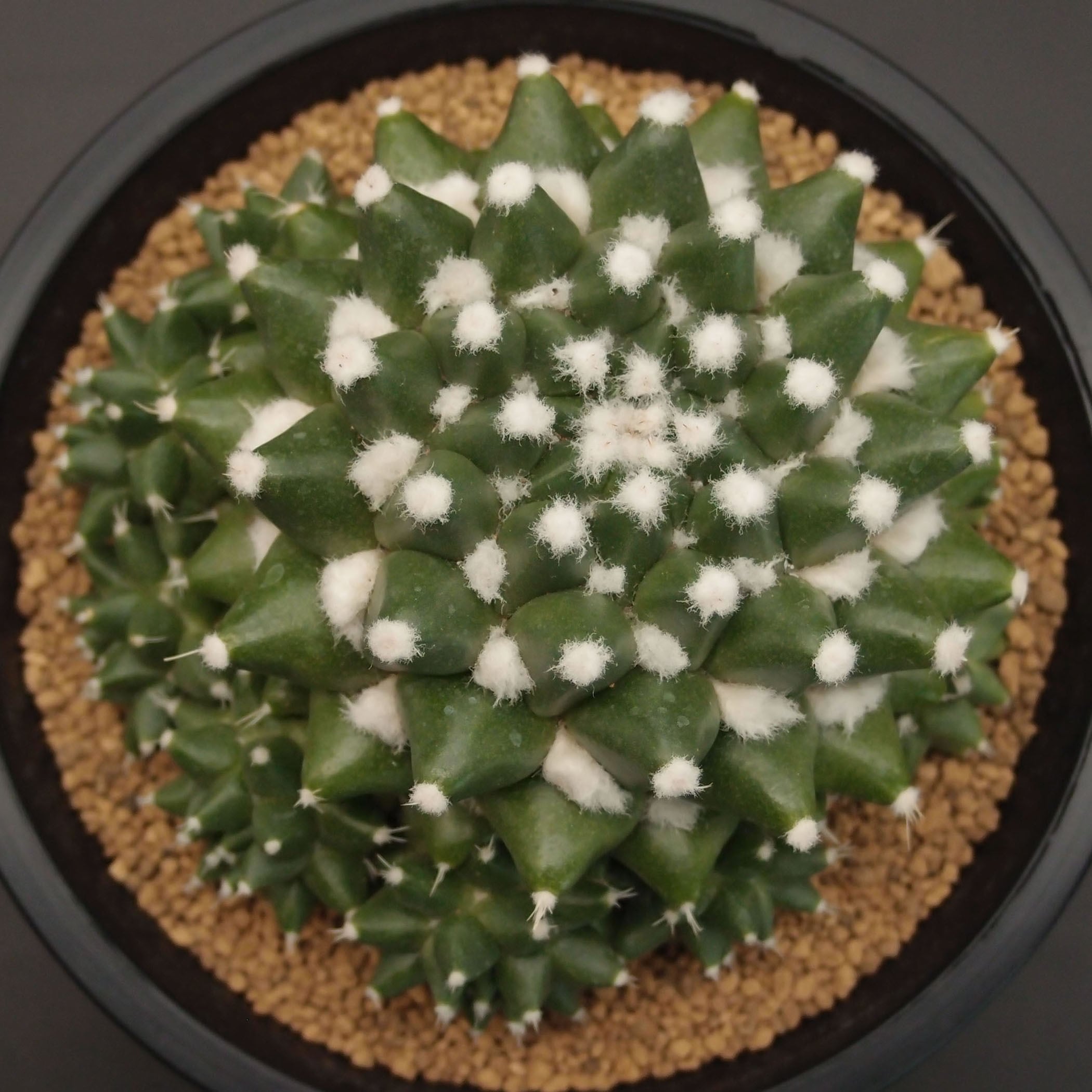 マミラリア属 | 万緑 BAN RYOKU