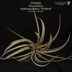 【送料無料】xerographica Hybrid (Pang Hybrid) 〔エアプランツ〕現品発送T3585