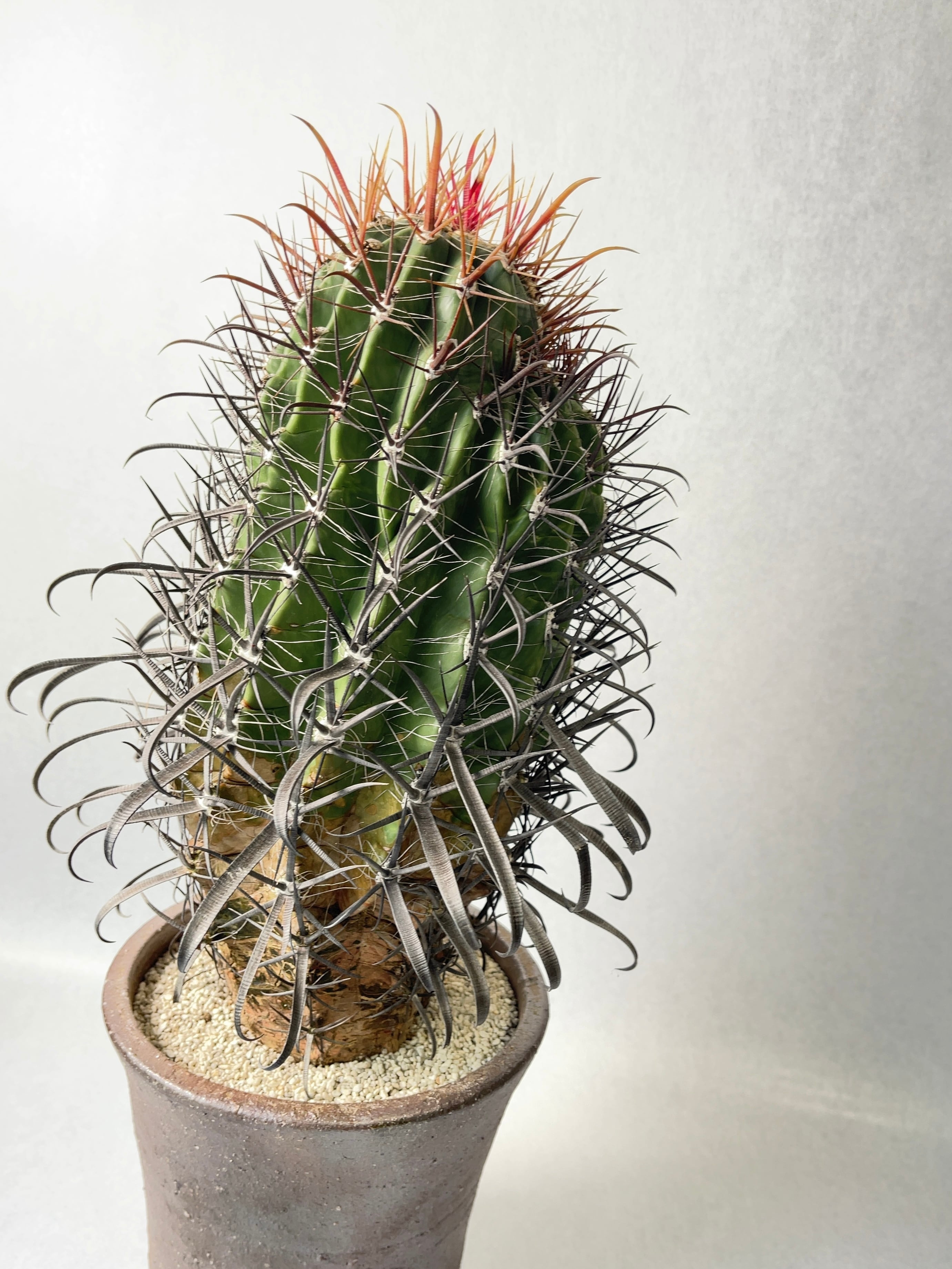 フェロカクタス・火剣峰 | trigger