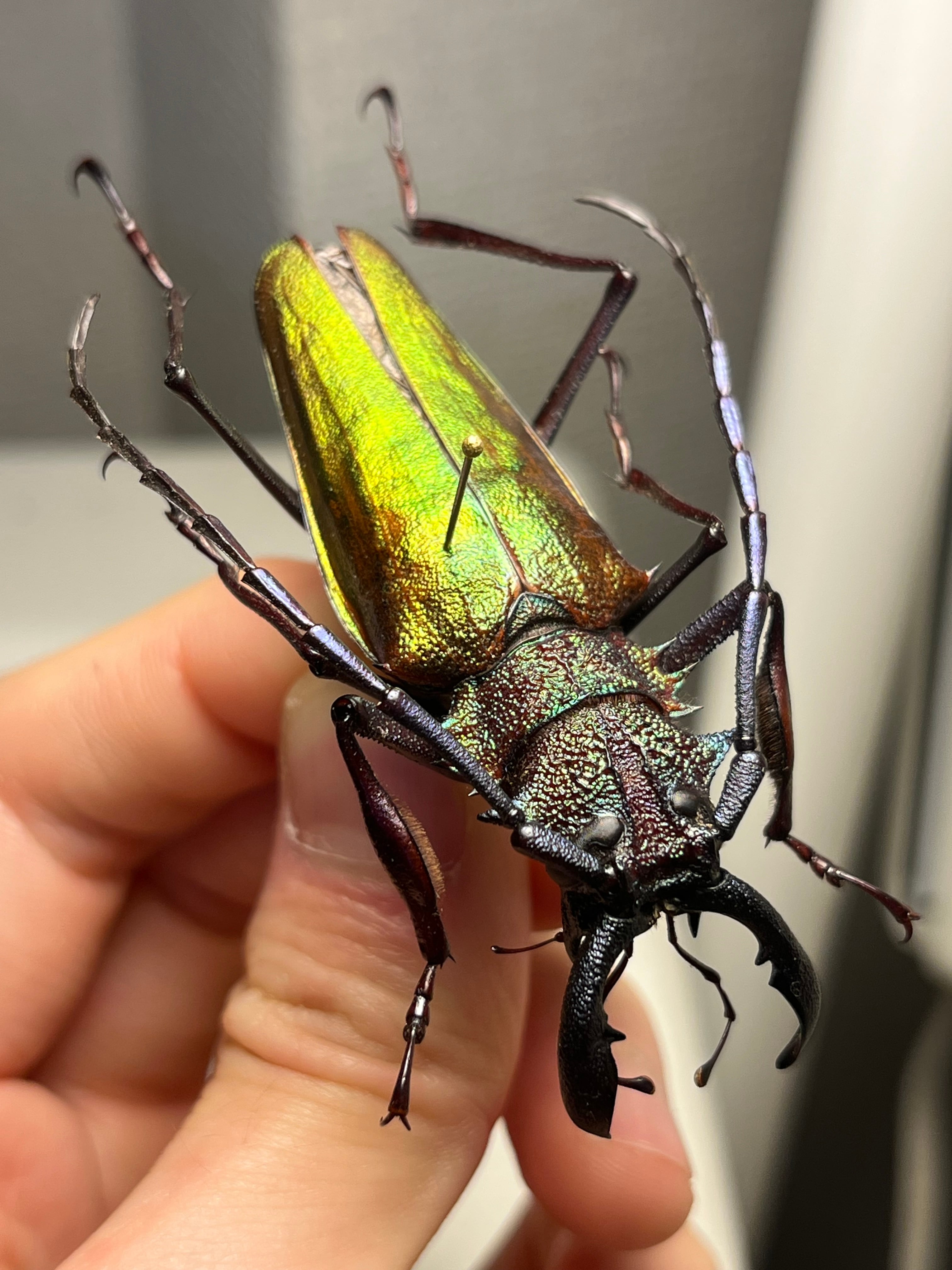 121mm】タイタンオオウスバカミキリ カブトムシクワガタハナムグリ