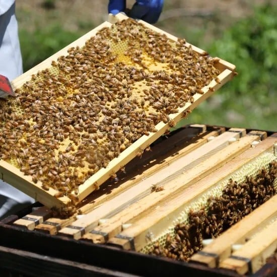 国内産 純粋百花蜜 500g | 有限会社マサヤ