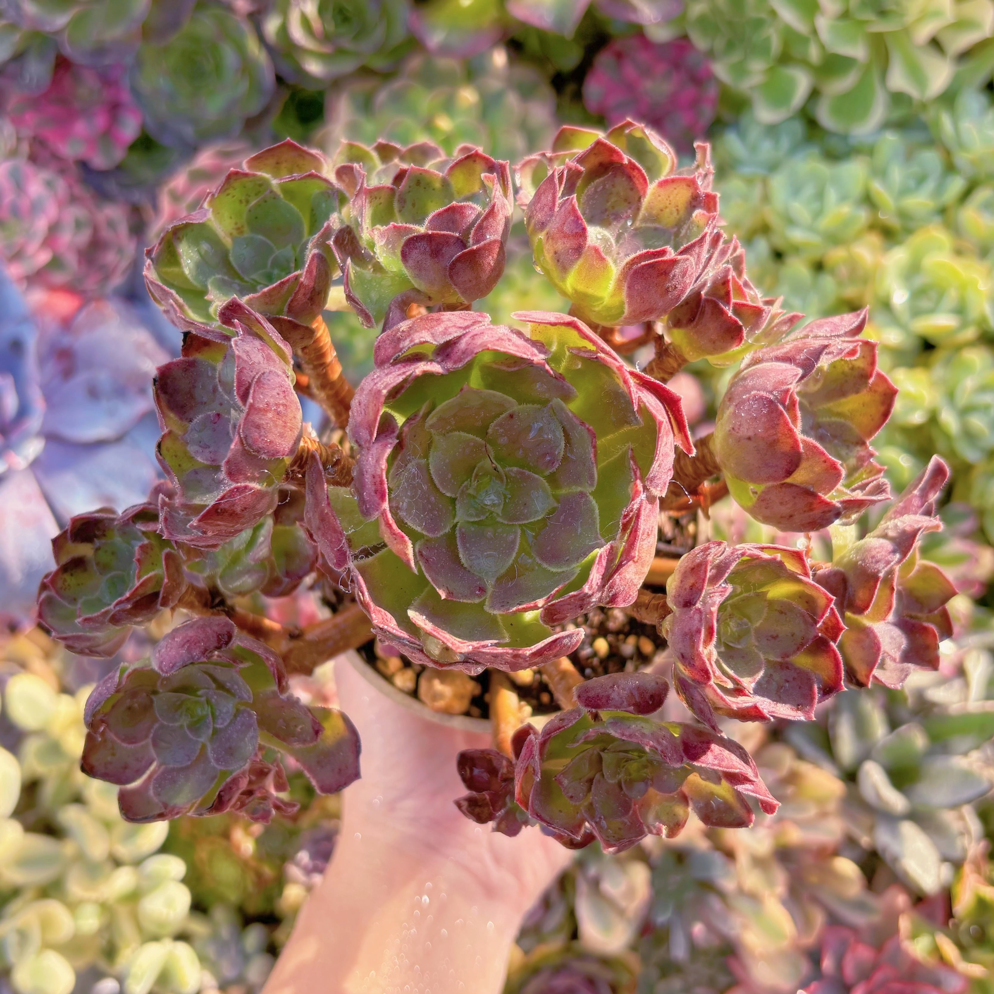 現品　plum purdy#306　大群生　るる農園