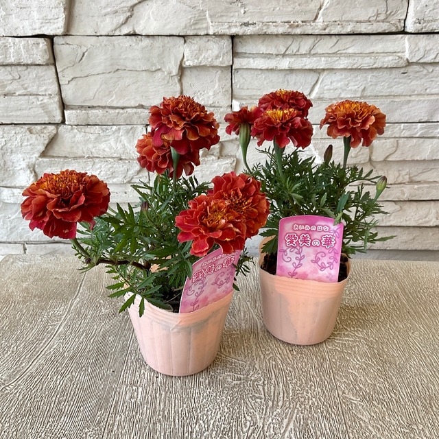 マリーゴールド ストロベリーブロンド 橋本種苗園