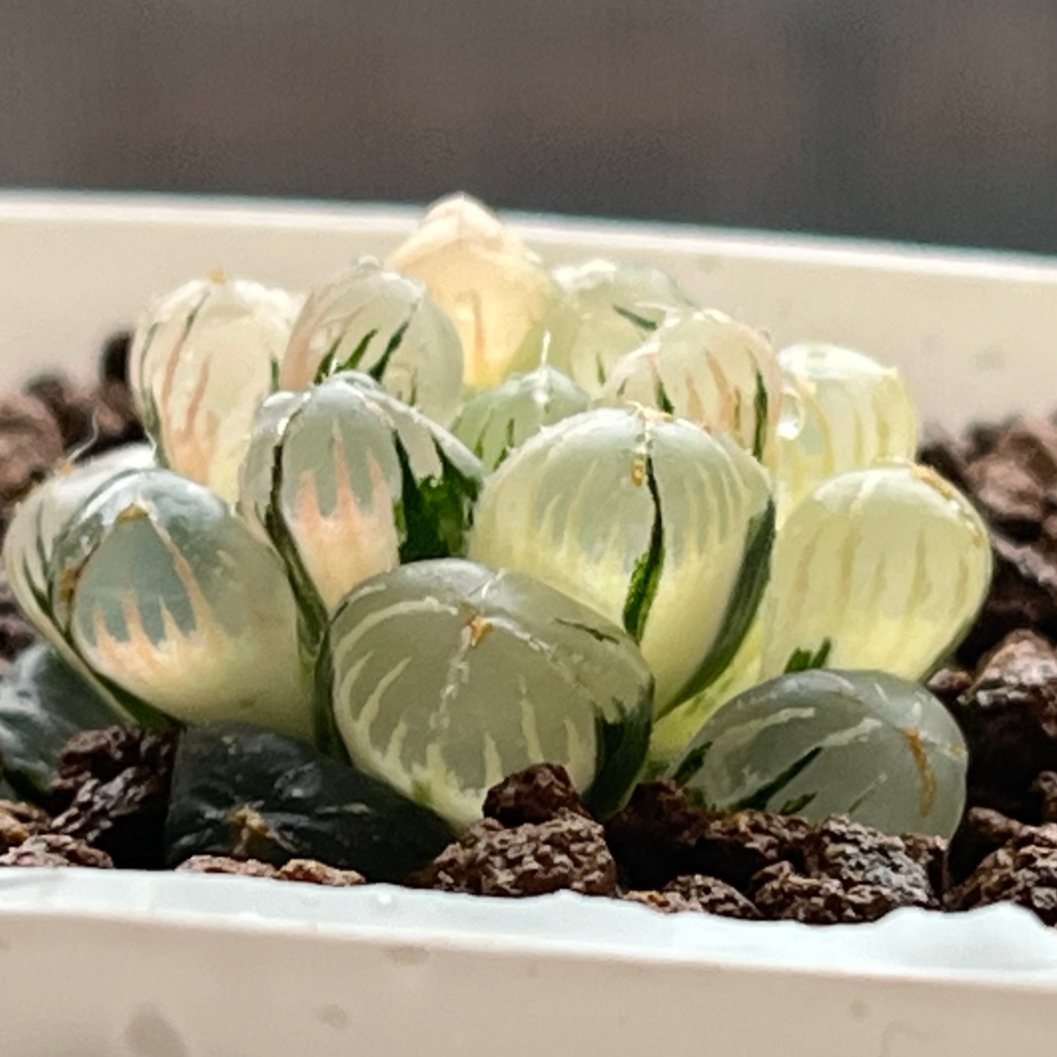 ハオルチア ドドソン紫オブツーサ錦×美の壺 実生 | mocono_plants