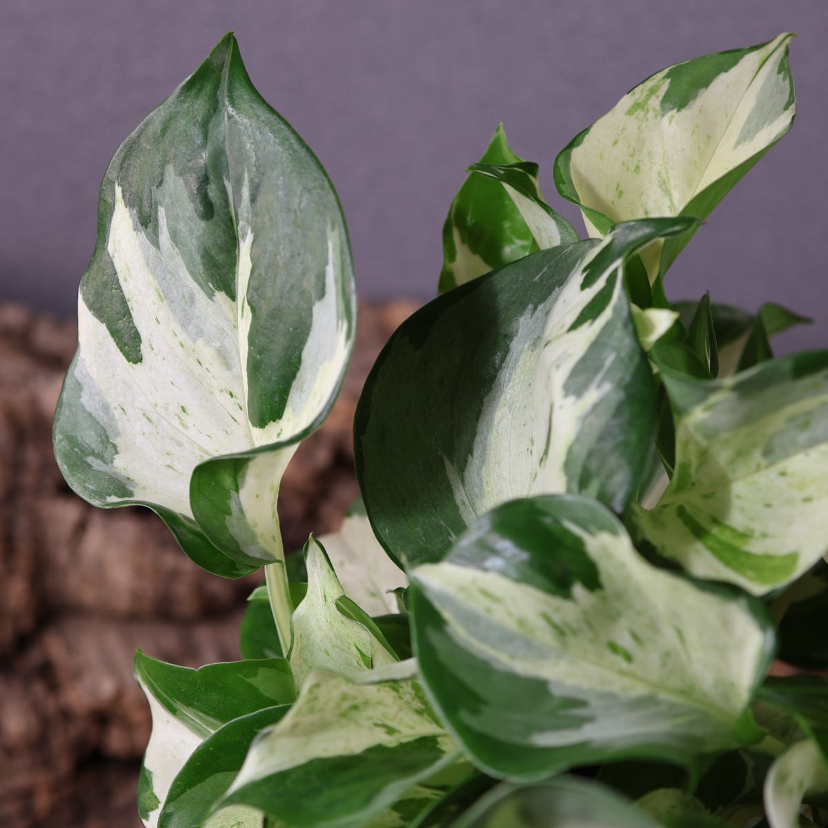 841『斑入りポトス ステータス』観葉植物【送料無料】 | MARX PLANTS