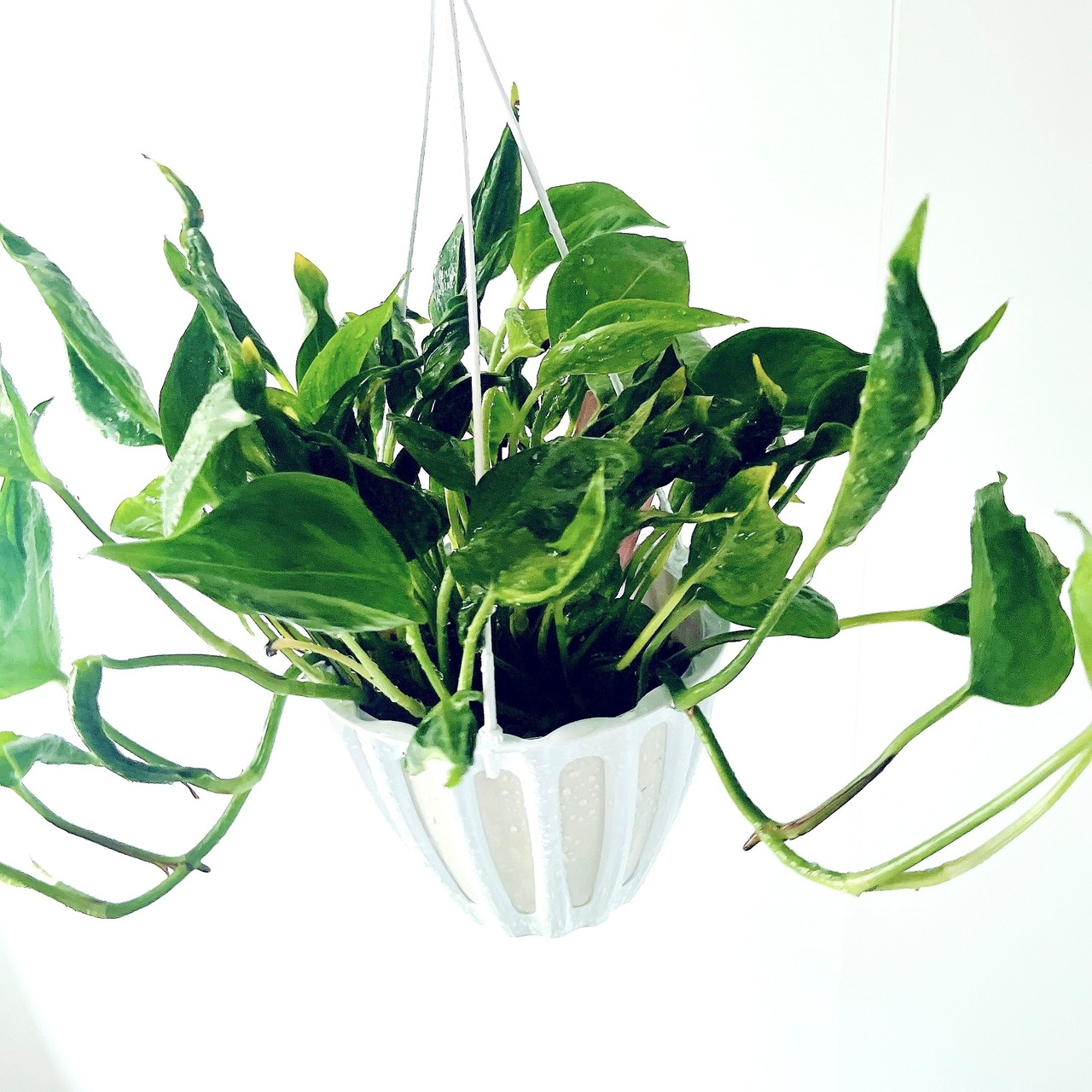 みどりの三角帽子＊ ポトス テルノシャングリラ 観葉植物 calm cafe