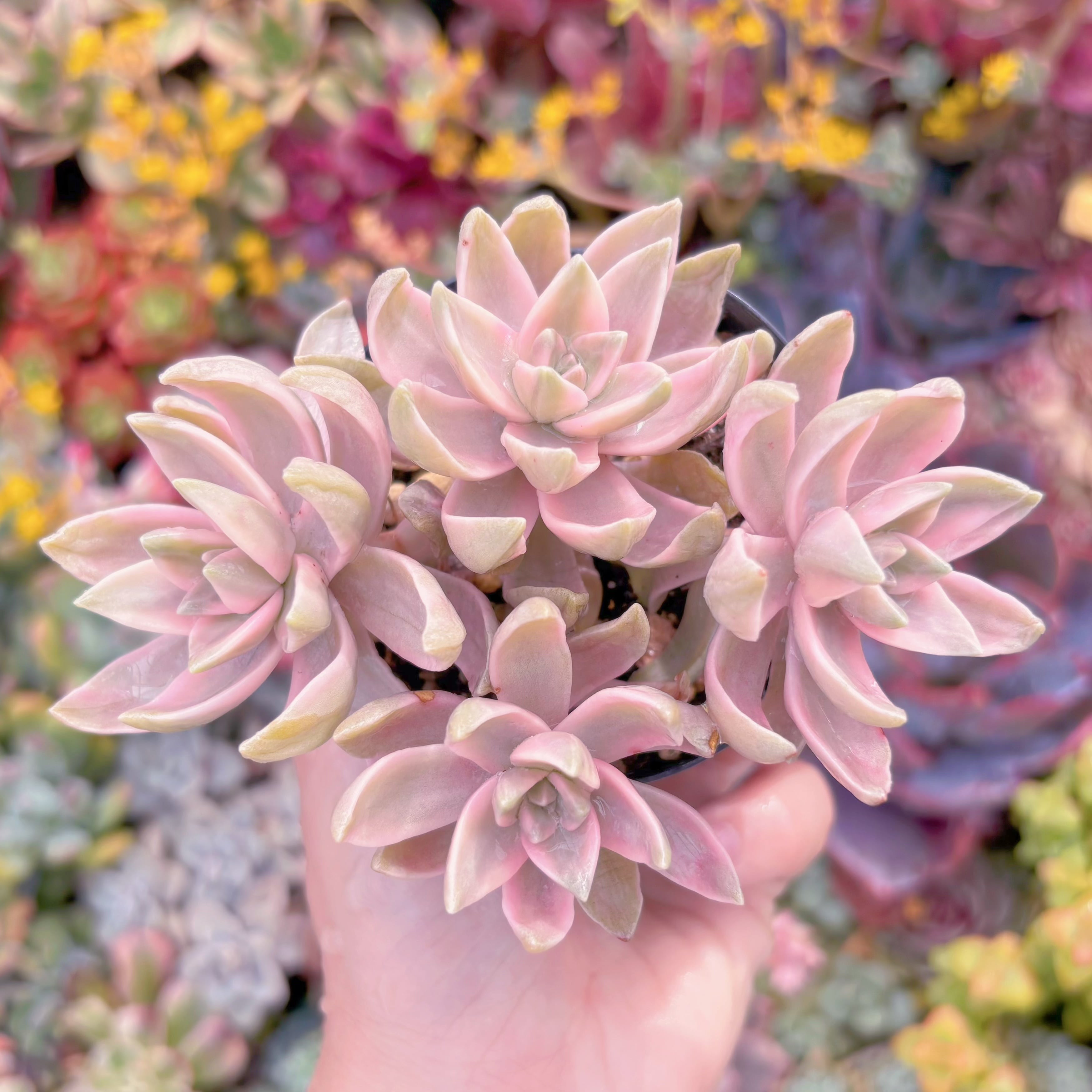 現品　淡羽錦#666　群生　るる農園