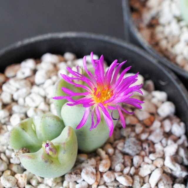 コノフィツム 御所車 メセン 多肉植物 多肉植物メインの植物店 Succulents Plants Gemmafolia