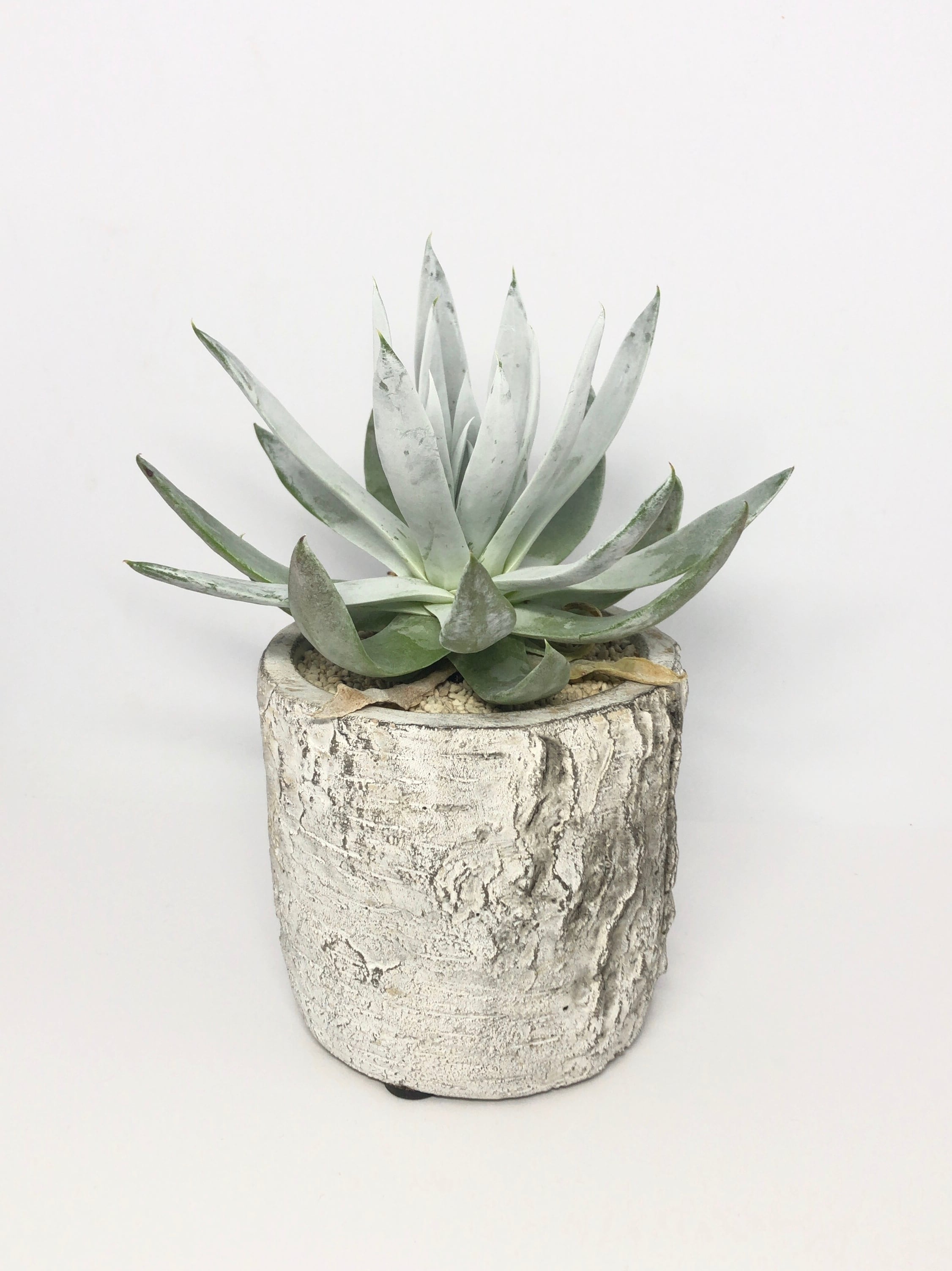 ダドレア・仙女盃 | trigger