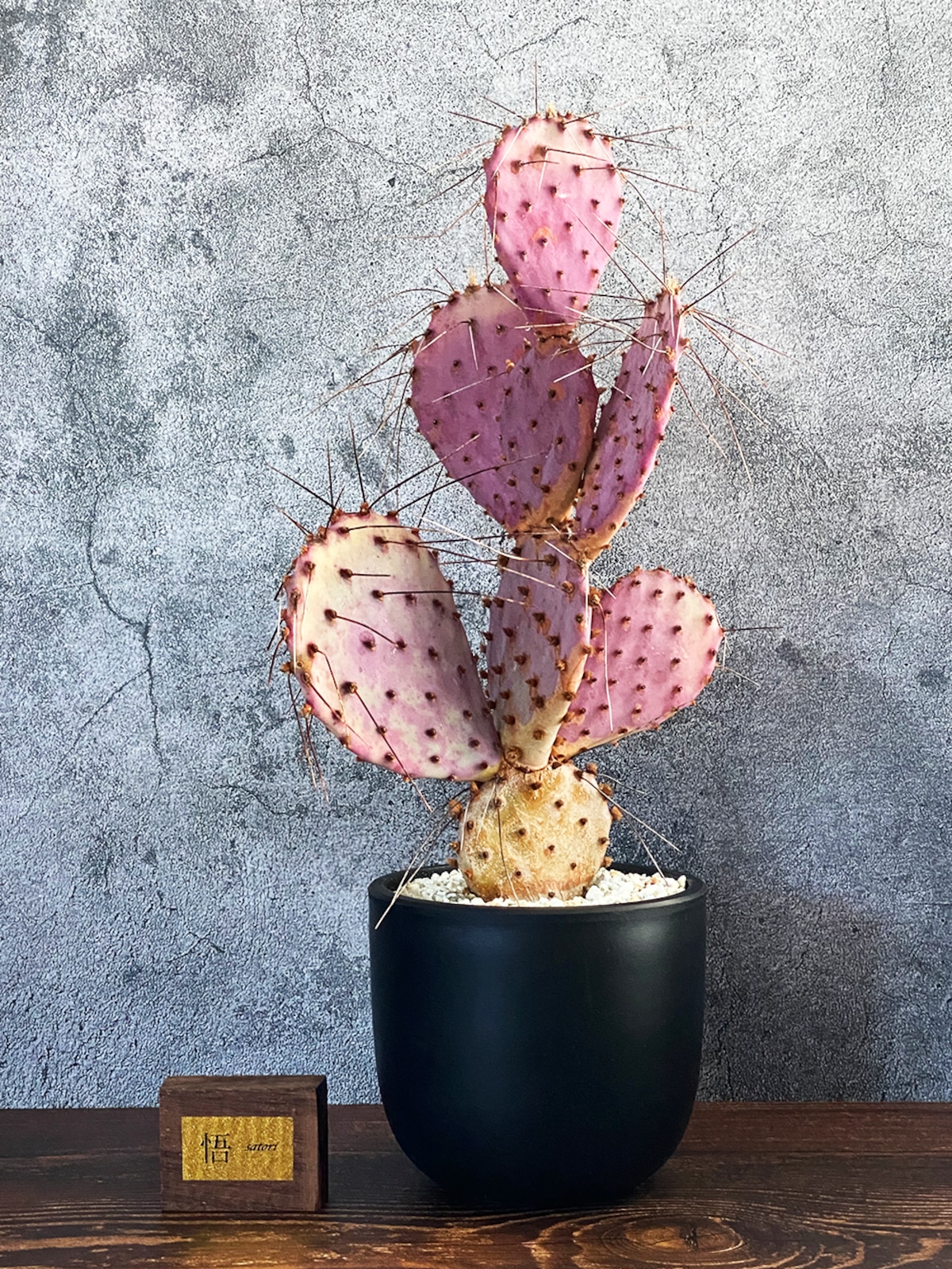 ガラパゴス団扇　サボテン　オプンチア　アズレア アズレア オプンチア 団扇サボテン 多肉植物 検索(ガラパゴス団扇)の