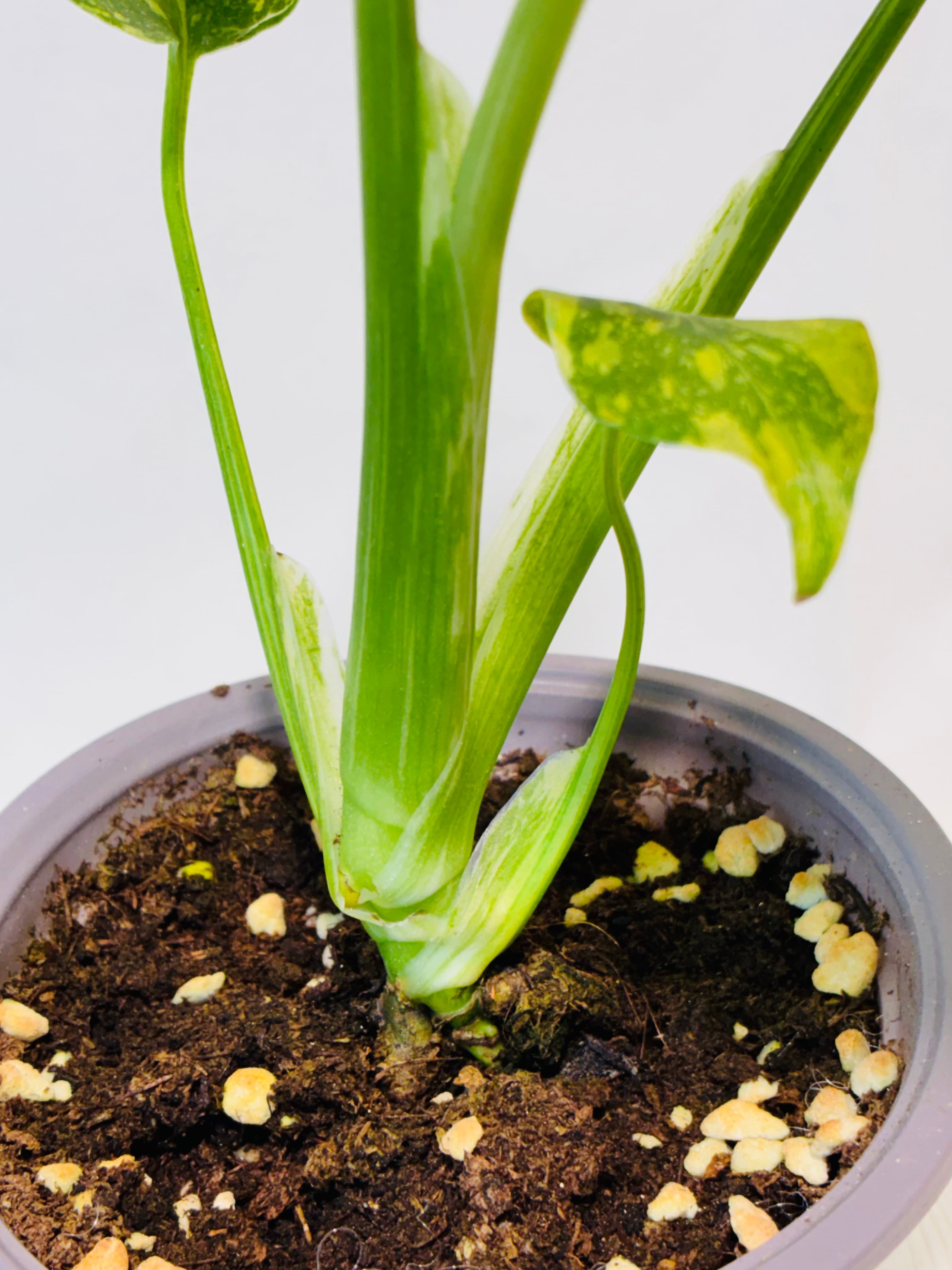 Monstera deliciosa 'Electrolight' モンステラ デリシオーサ