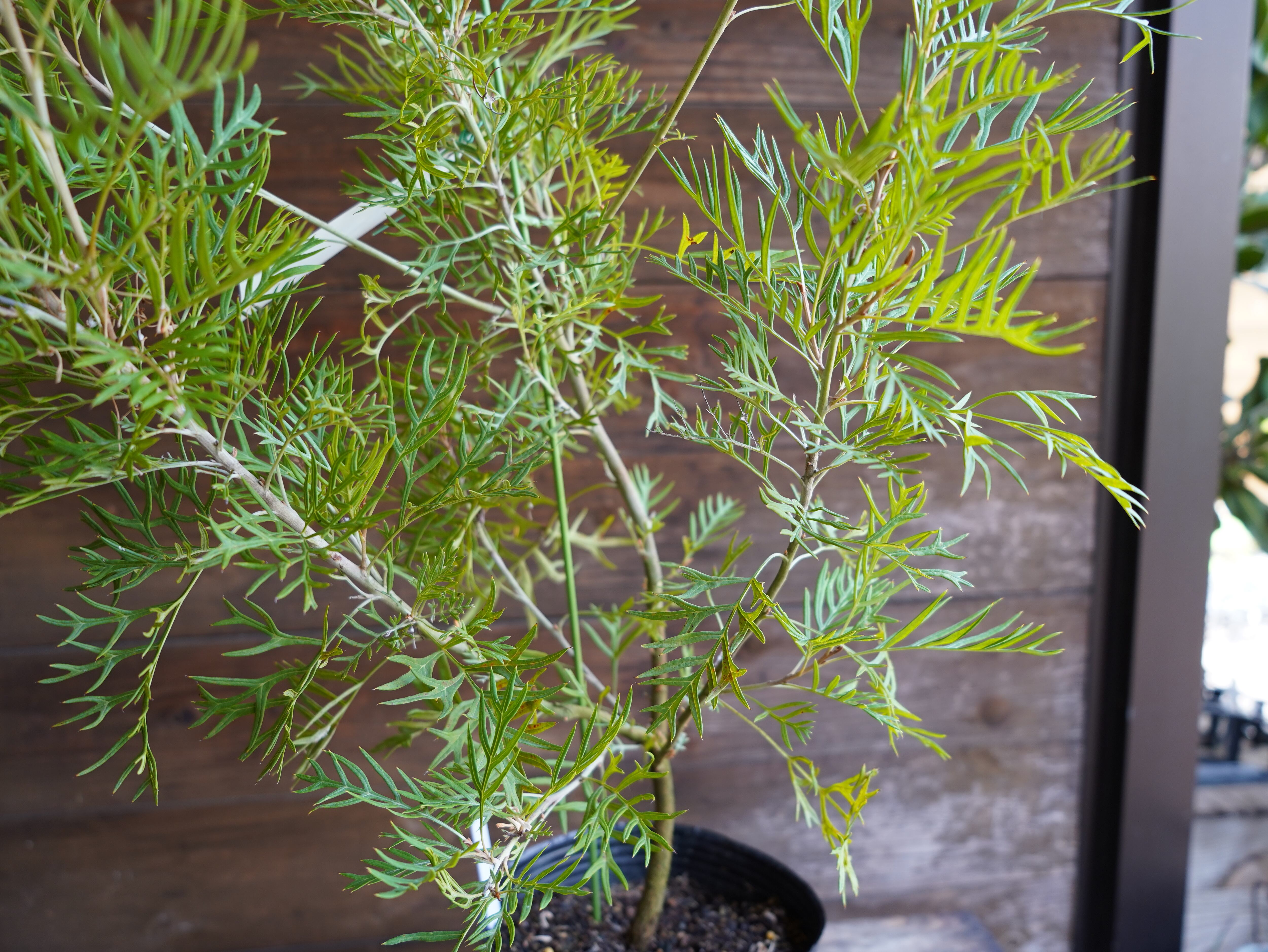 【現物】グレビレア ”ピーチアンドクリーム” B