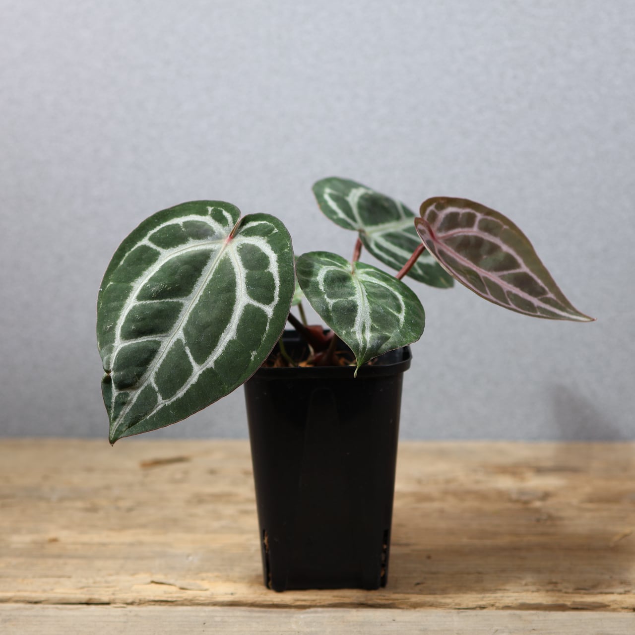 795『urban jungle アンスリウム Zara×Michelle F4』観葉植物 一点もの