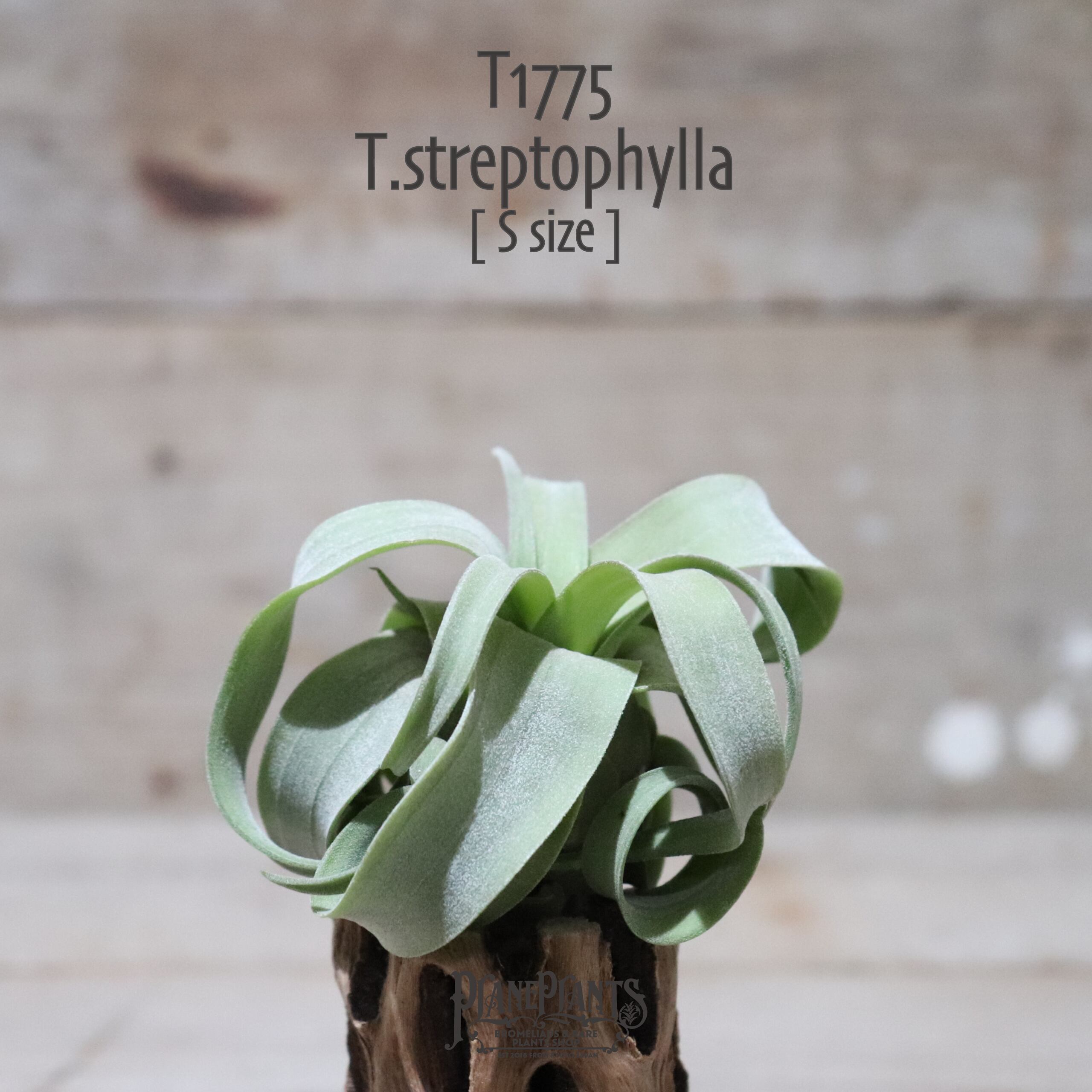 【送料無料】ストレプトフィラ S〔エアプランツ〕現品発送T1775