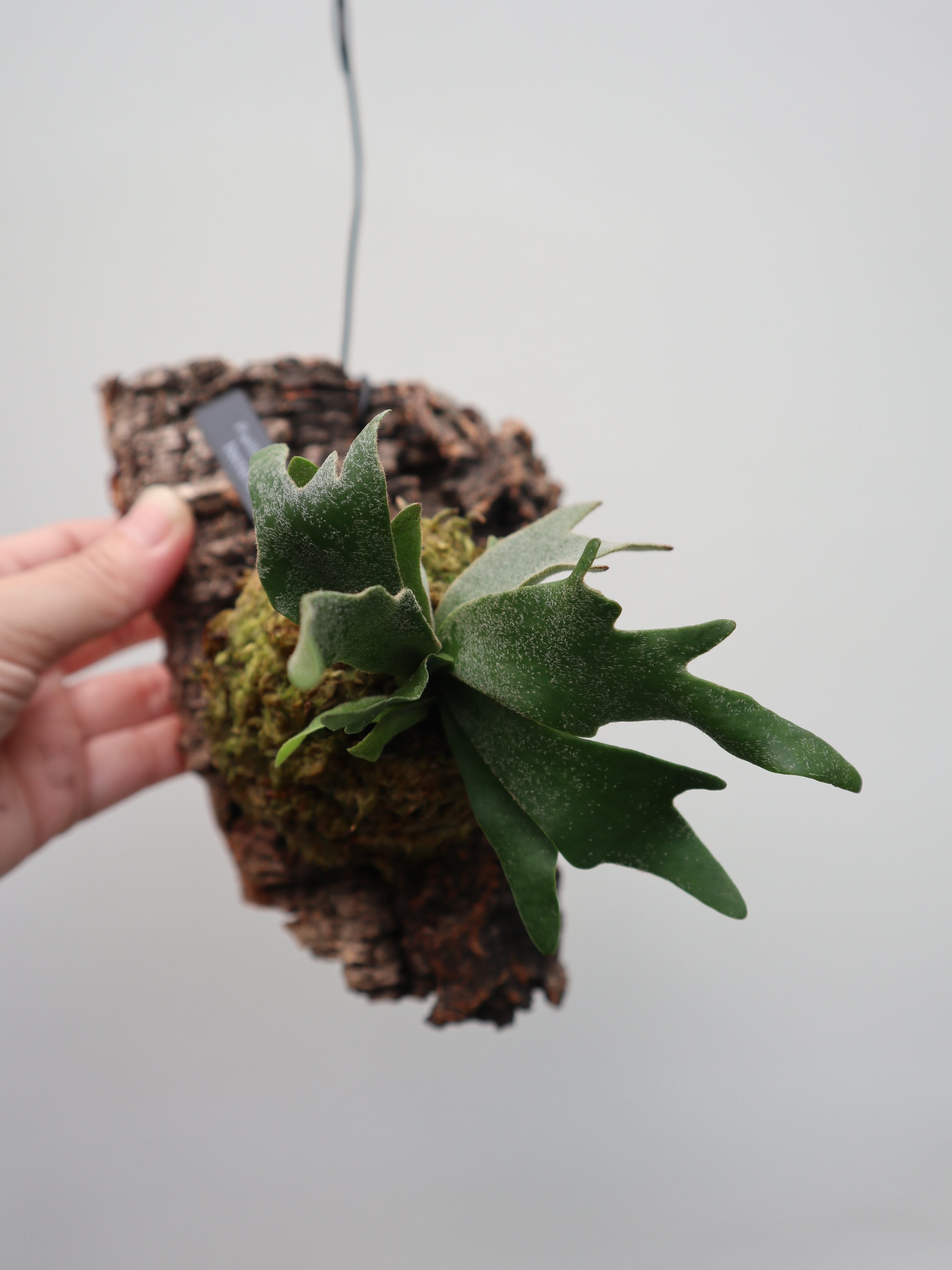ポリシャス Elegant 観葉植物 Moka Interior | Pay ID ポリシャス Elegant 観葉植物 Moka Interior | Pay ID