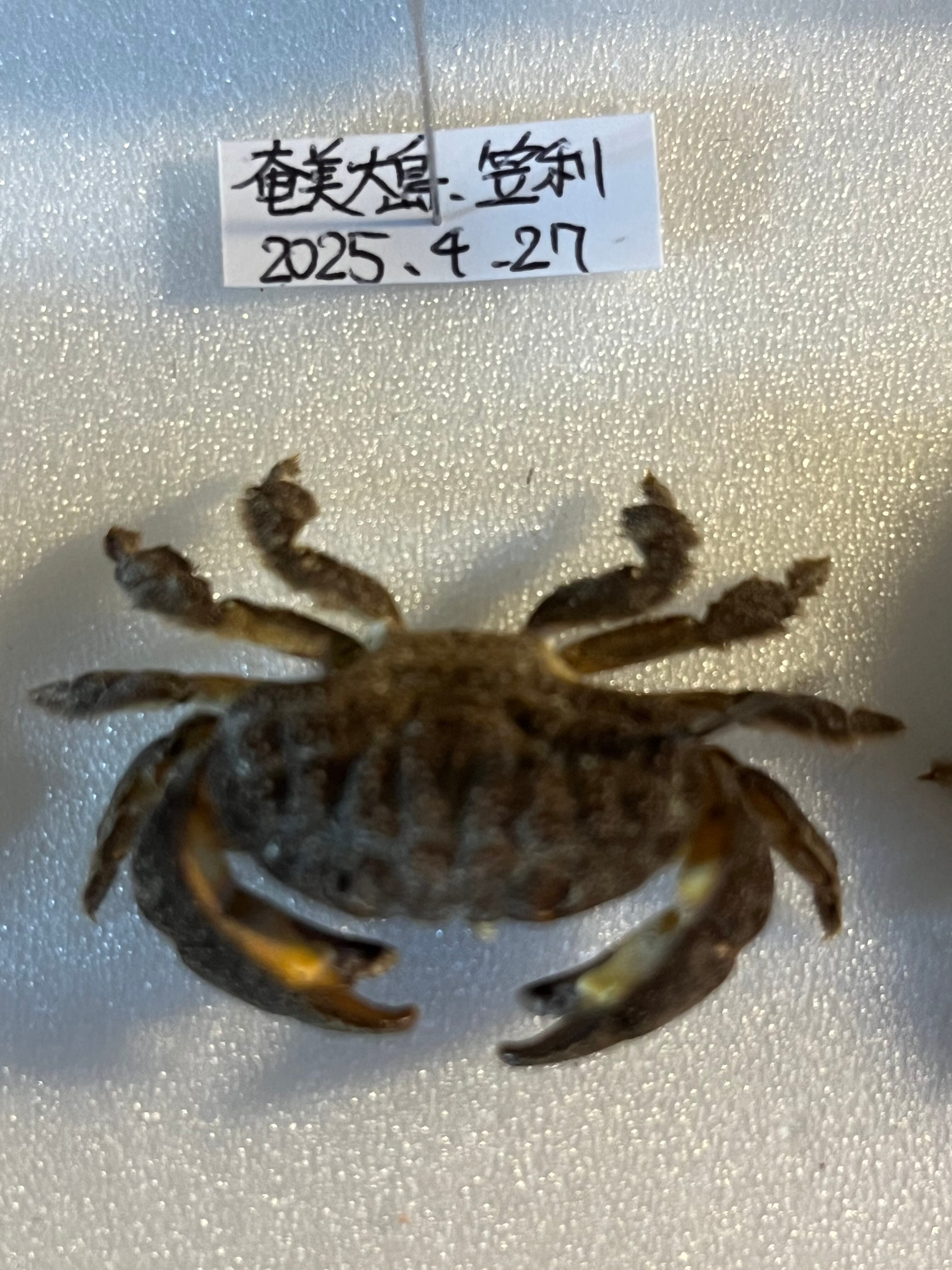 有毒蟹標本】ツブトゲオウギガニ 標本蟹甲殻類エビ蝦蛄タランチュラ