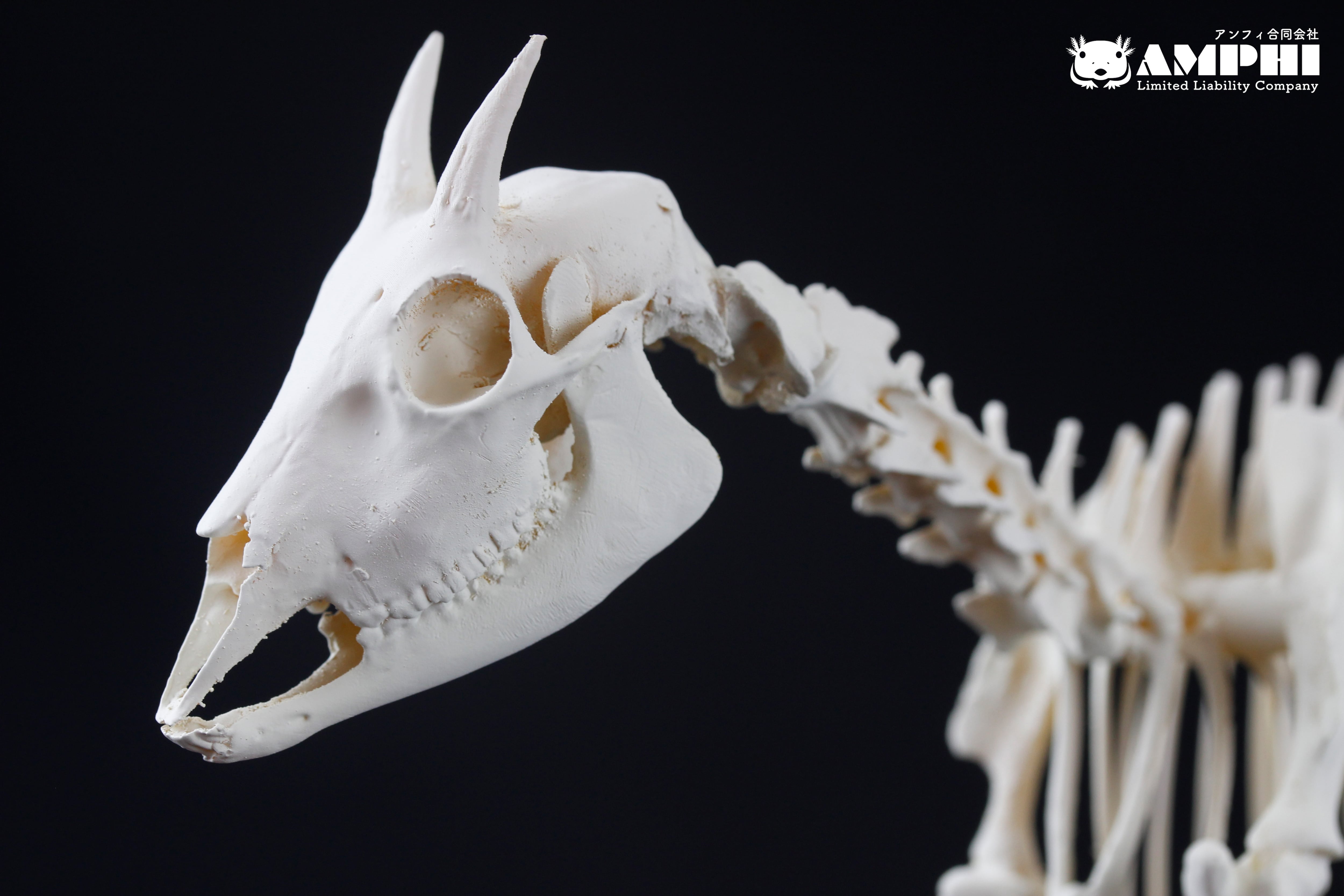 高品質！フトアゴヒゲトカゲ 全身骨格標本 【公式通販】