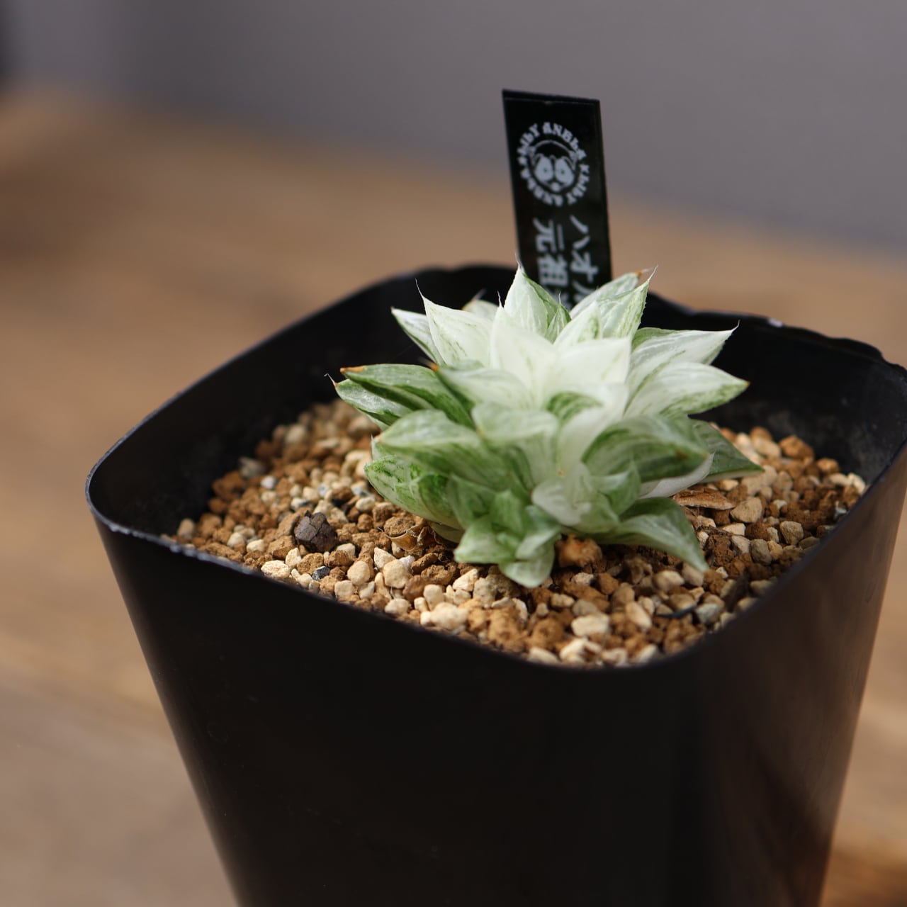 792『ハオルチア 旧氷砂糖錦』 観葉植物【送料無料】 | MARX PLANTS