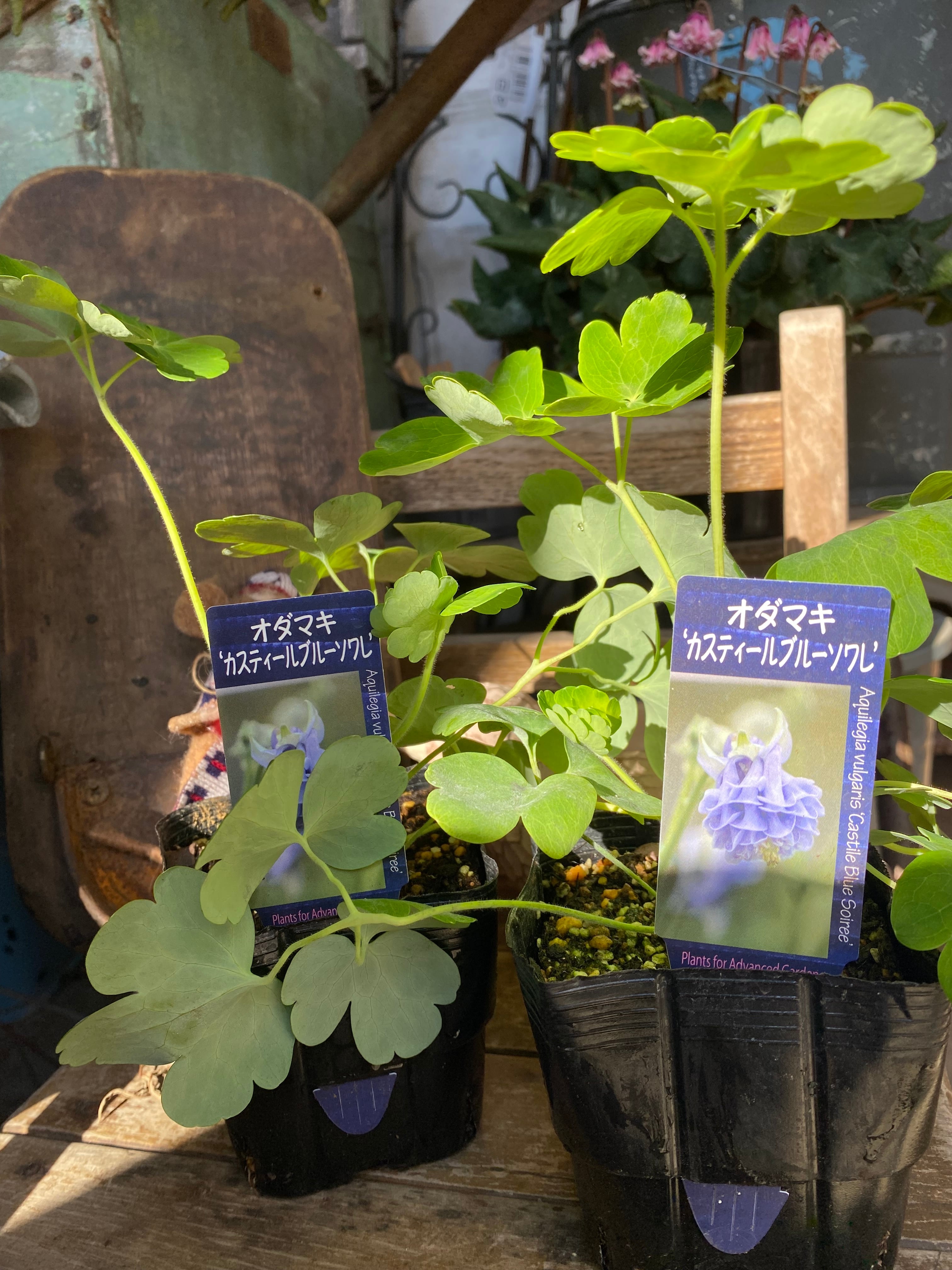 クレマチス 咲良の妖精 2025年新品種 | harumien okutega