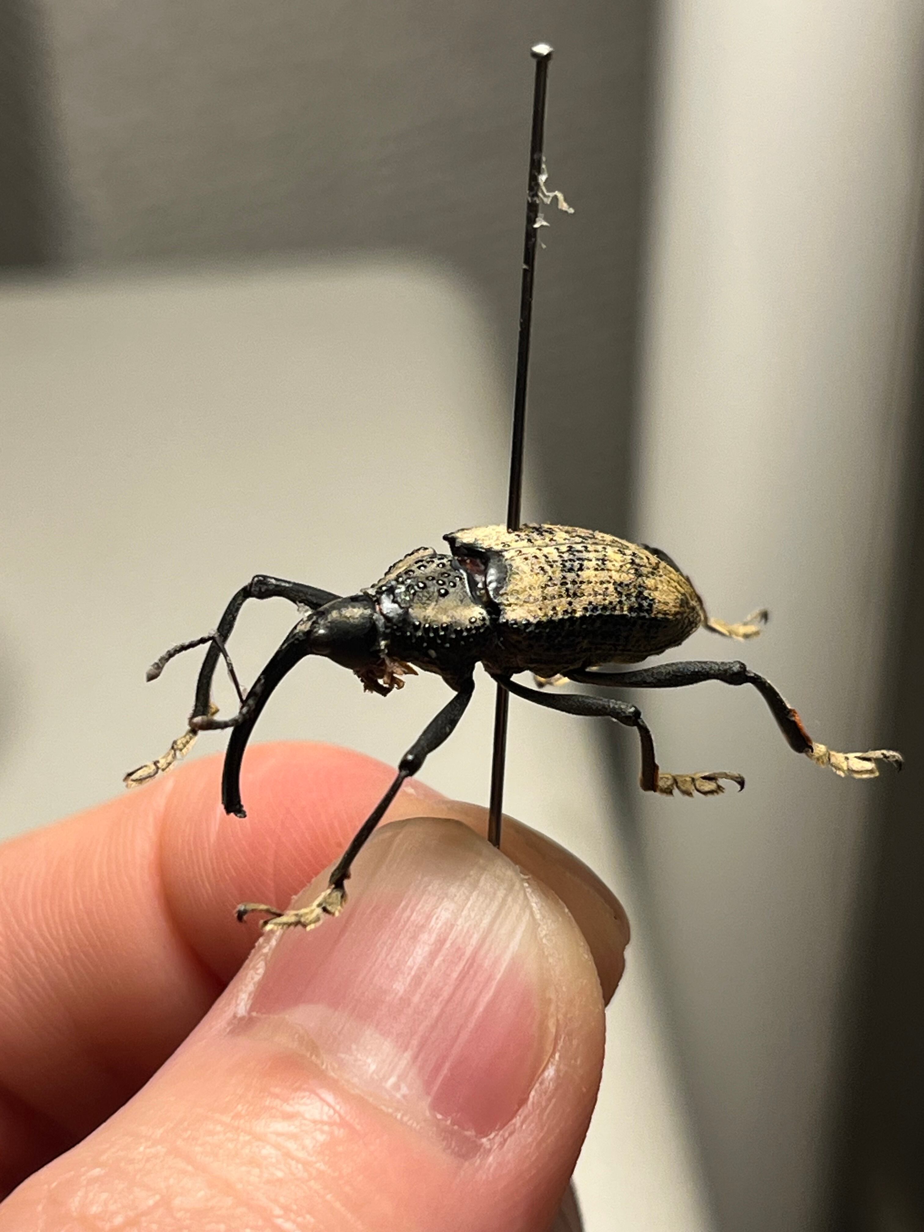 46mm♂】ダビディヒメテナガコガネ 標本テナガカミキリ昆虫標本 甲虫