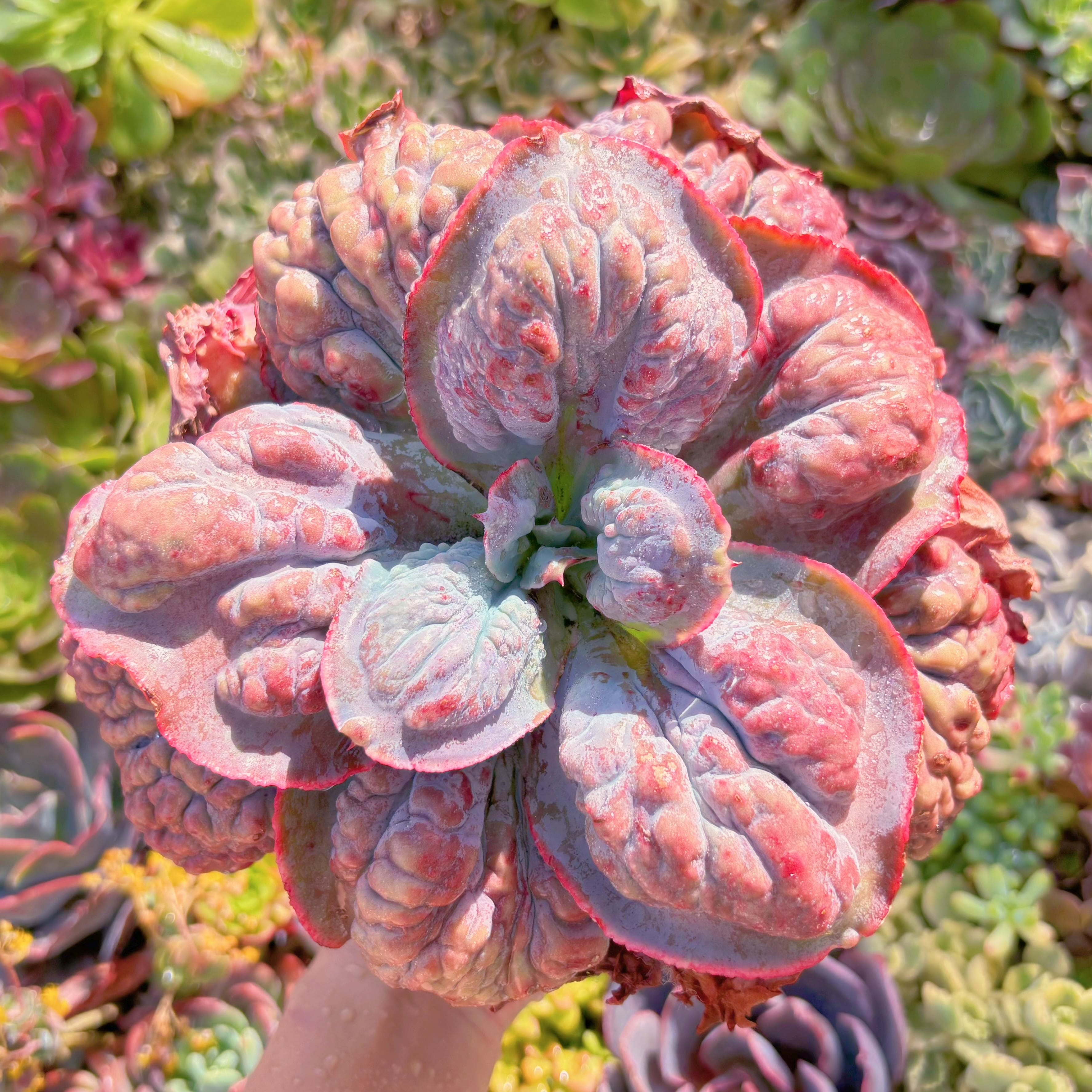 現品　紫春夢#907　特大苗　るる農園